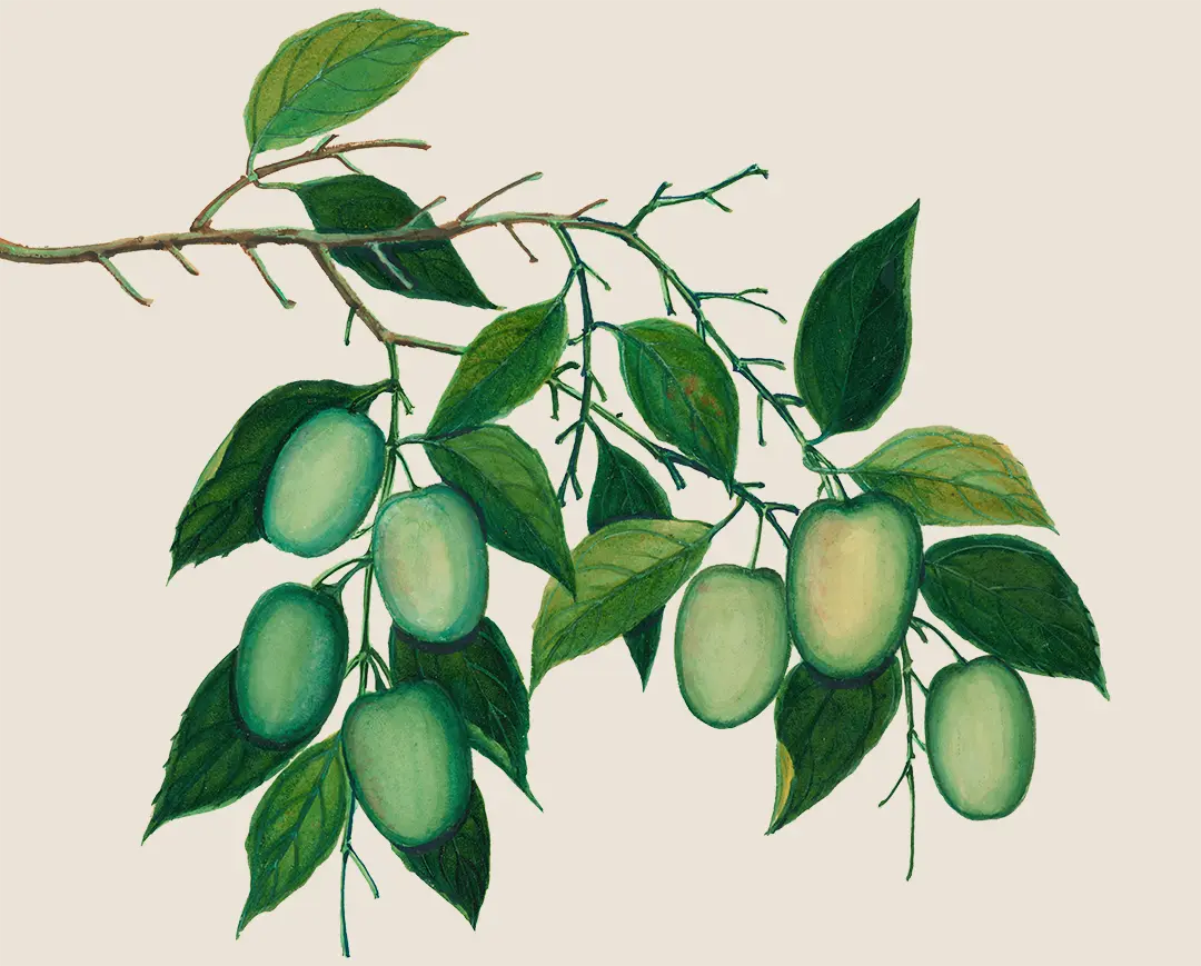 Ripe