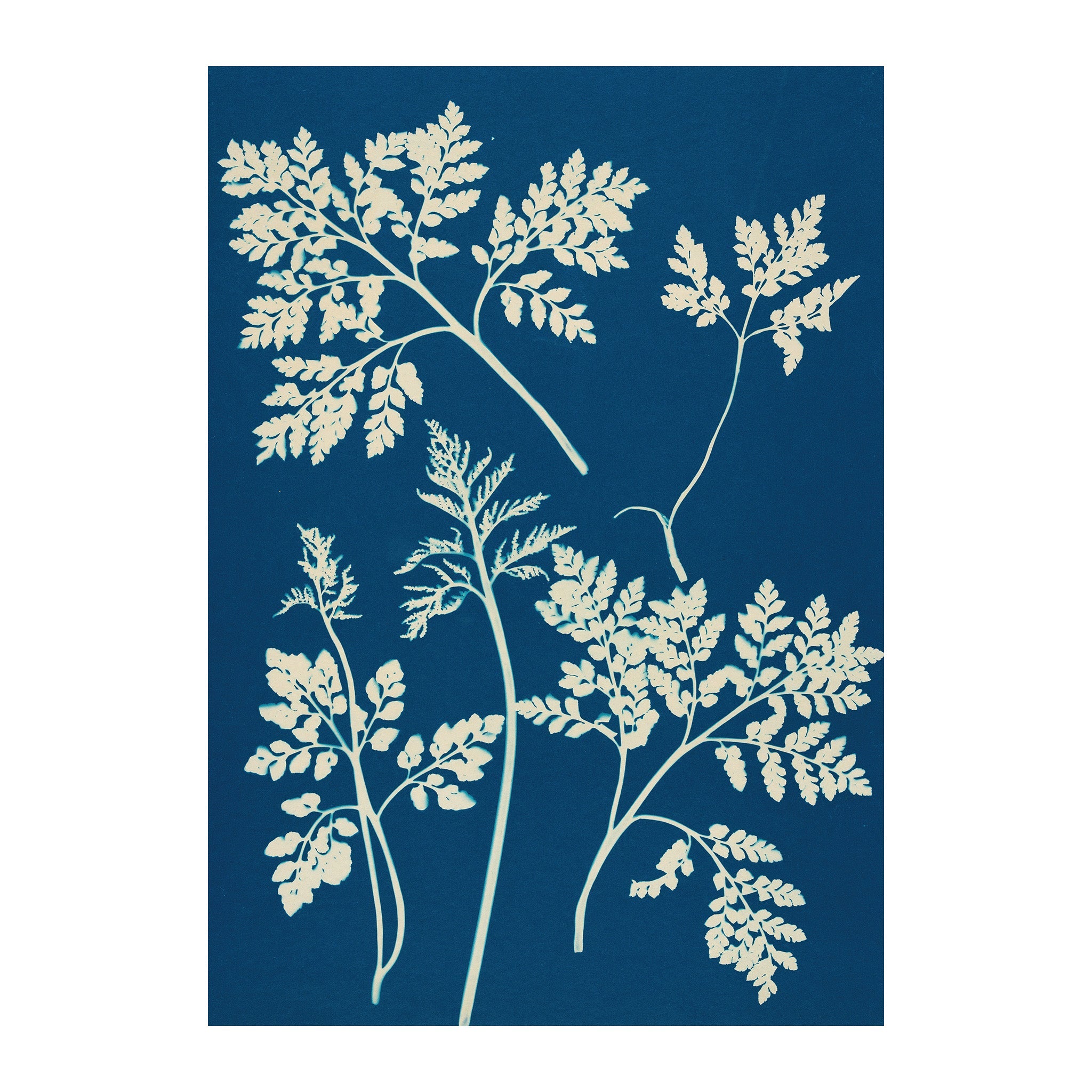 Cyan Botanica