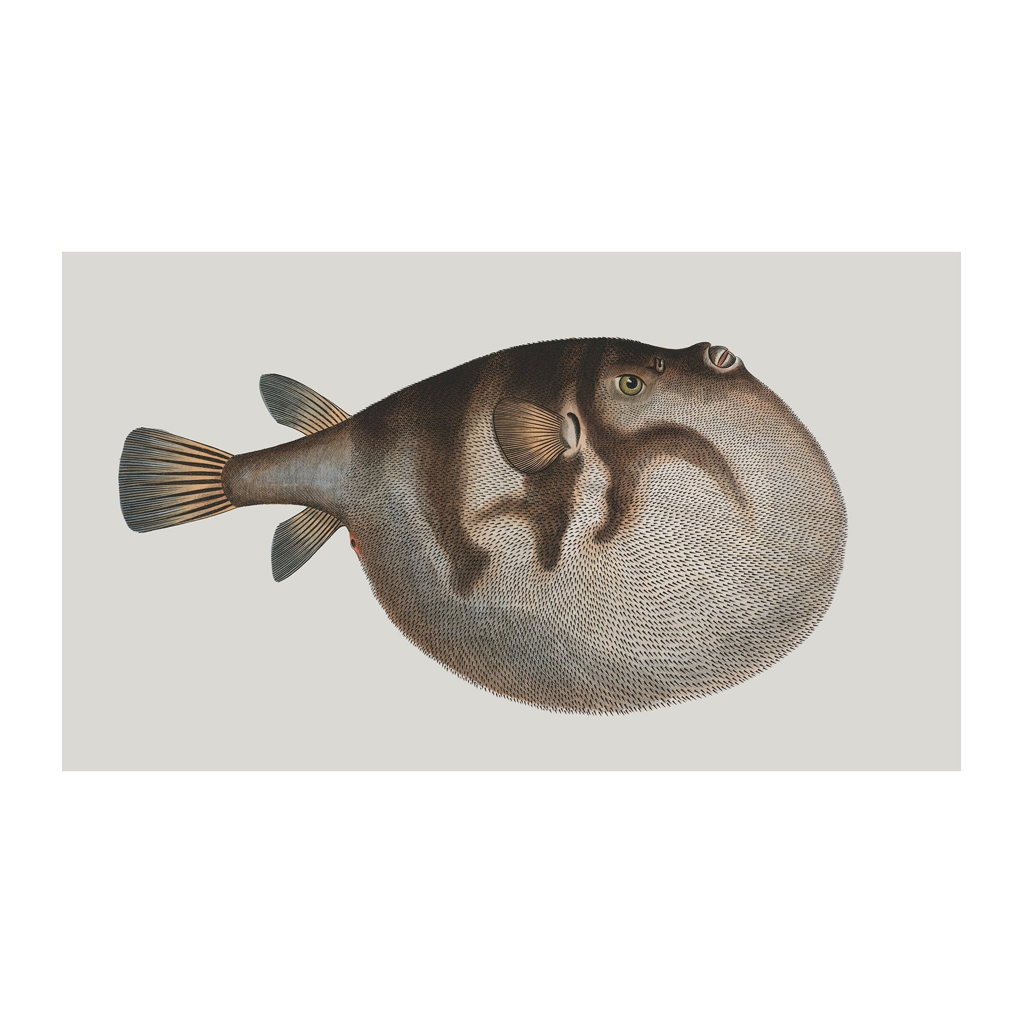 Ocean Oddities