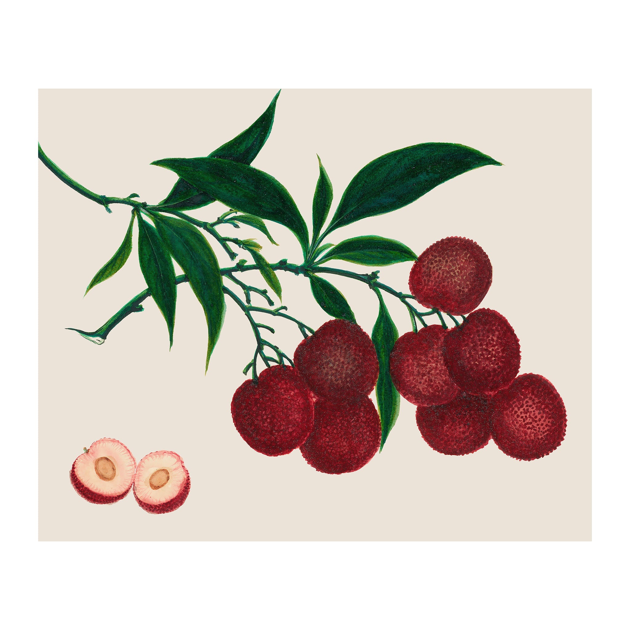 AF15 - Ripe