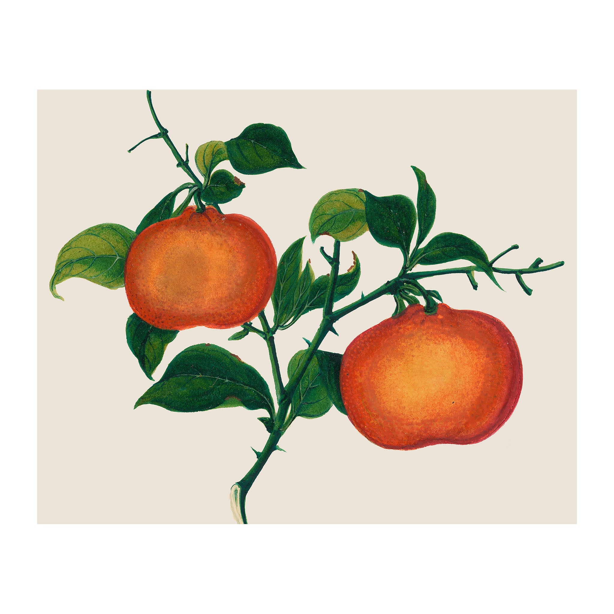 AF16 - Ripe