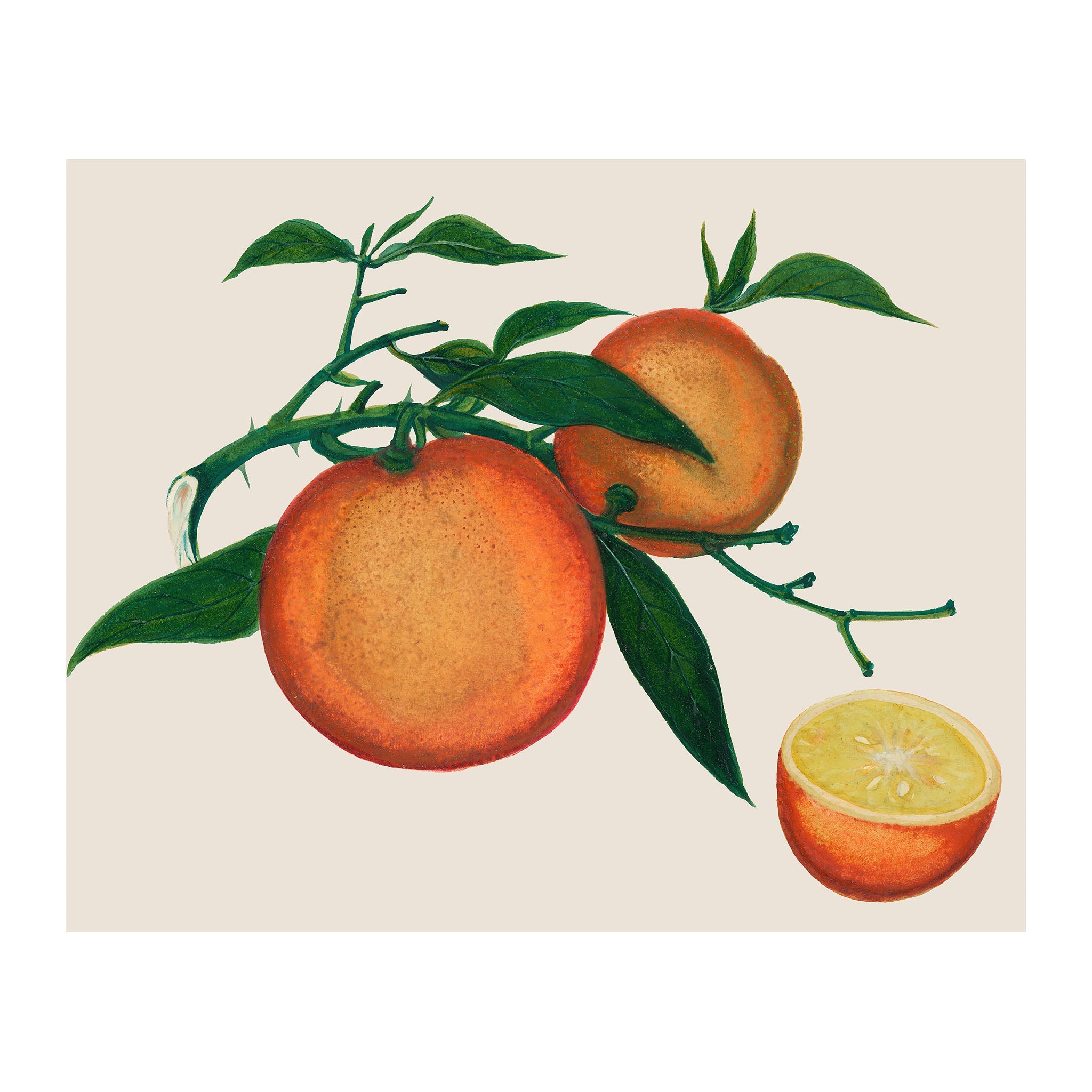 AF17 - Ripe