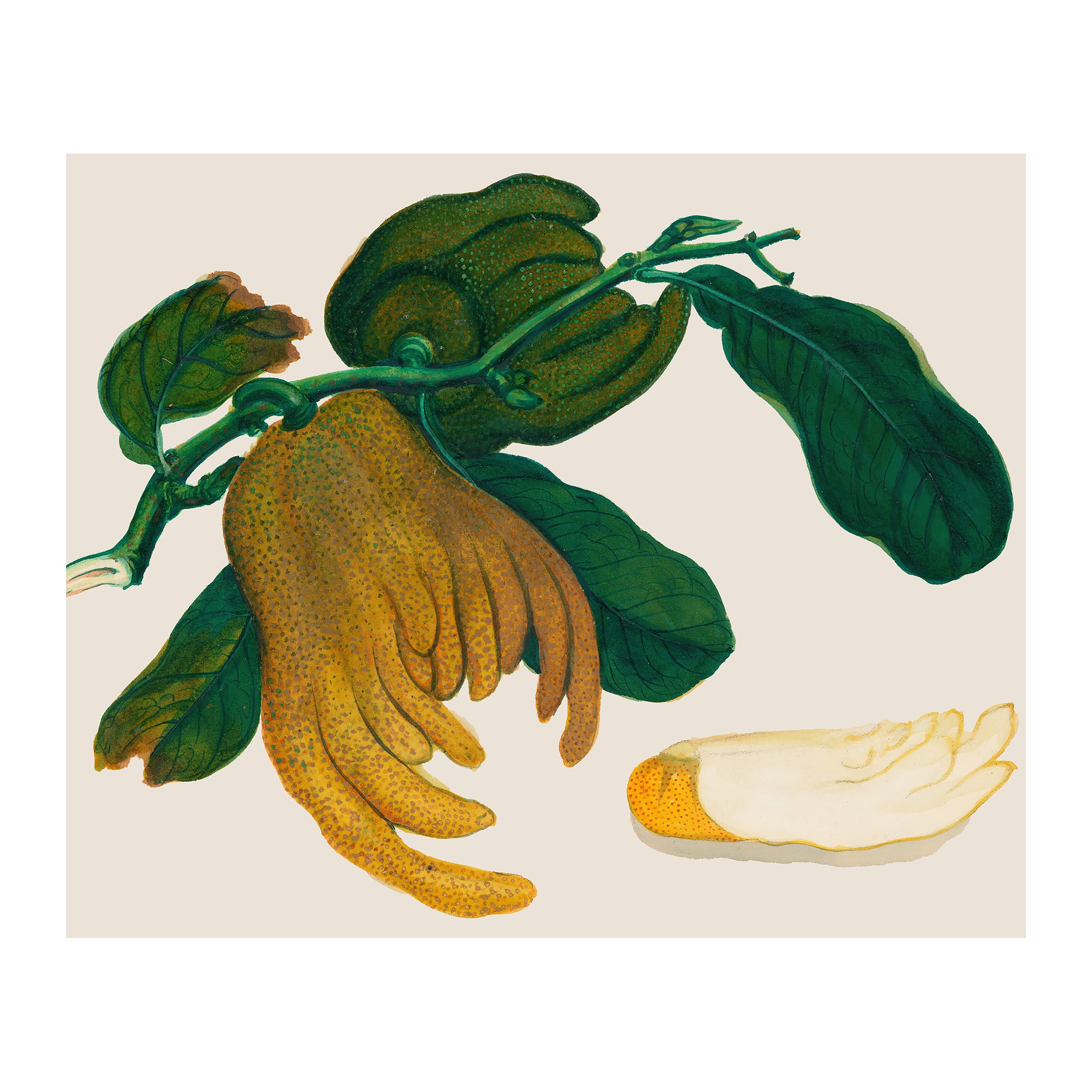 AF19 - Ripe