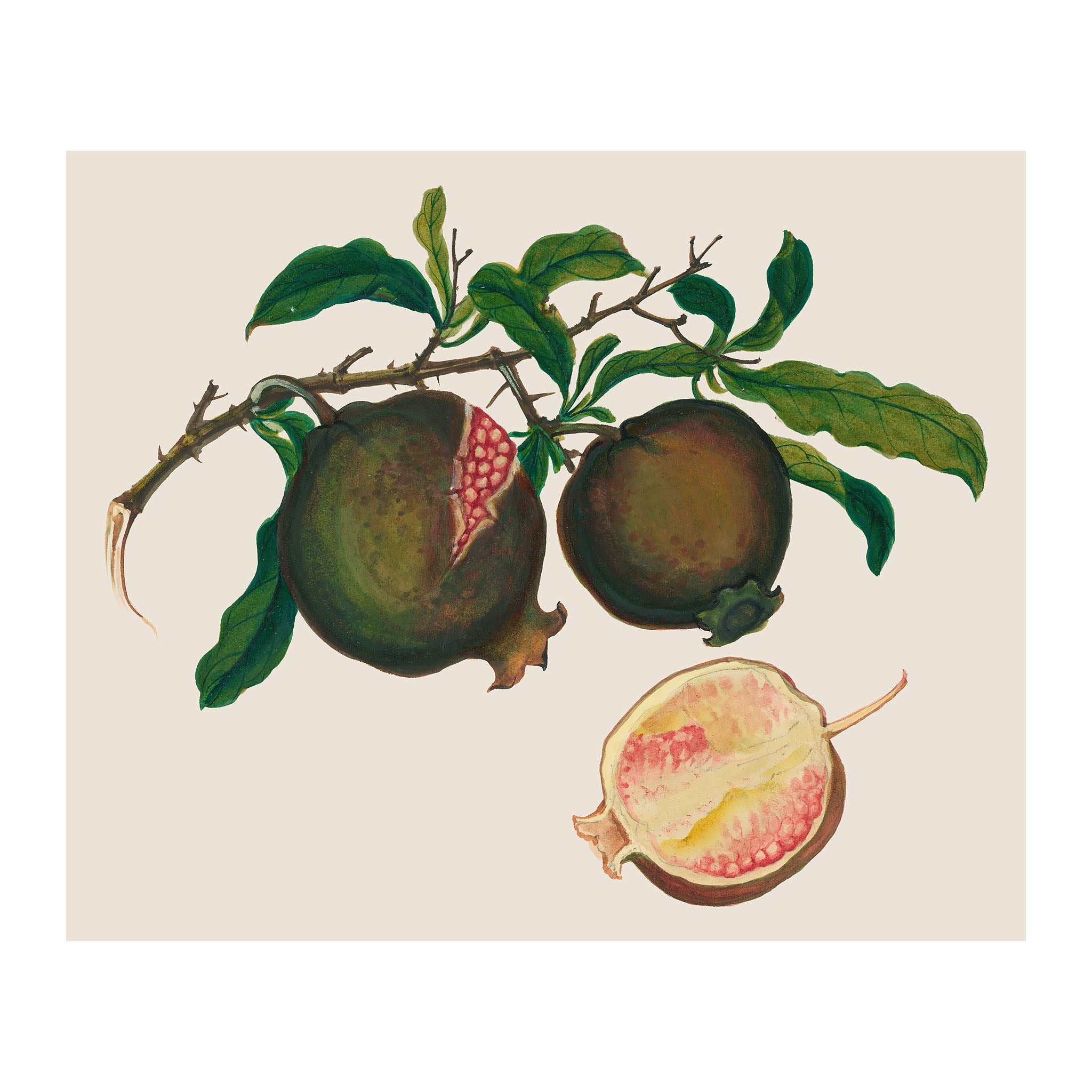 AF1 - Ripe