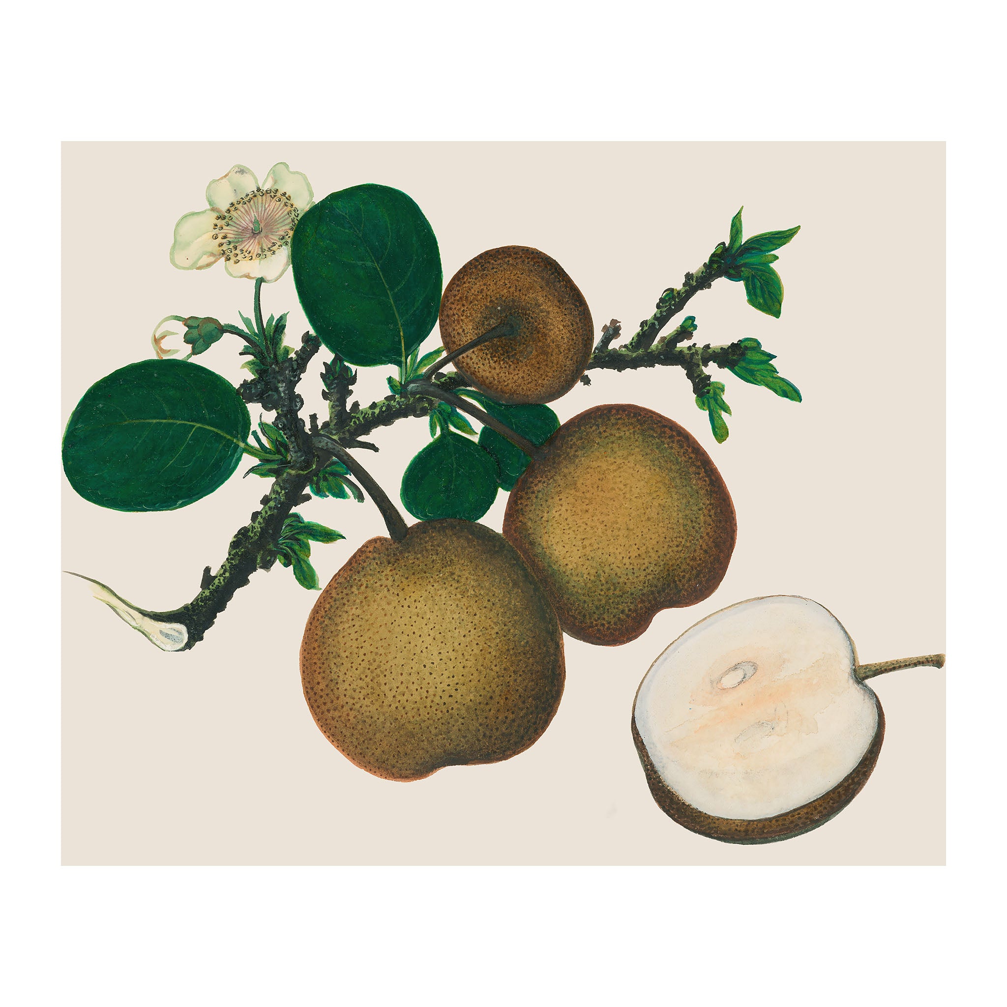 AF20 - Ripe