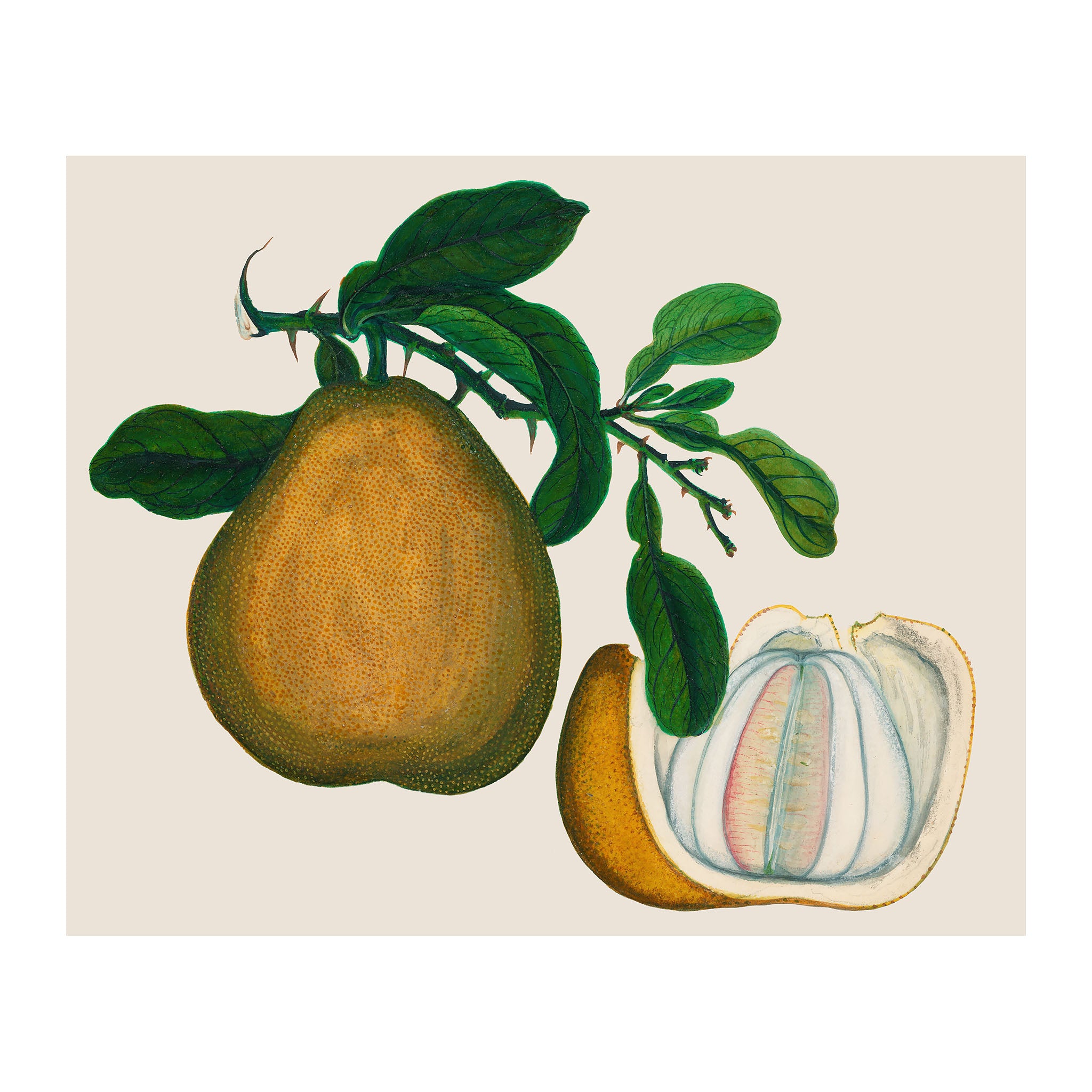 AF21 - Ripe