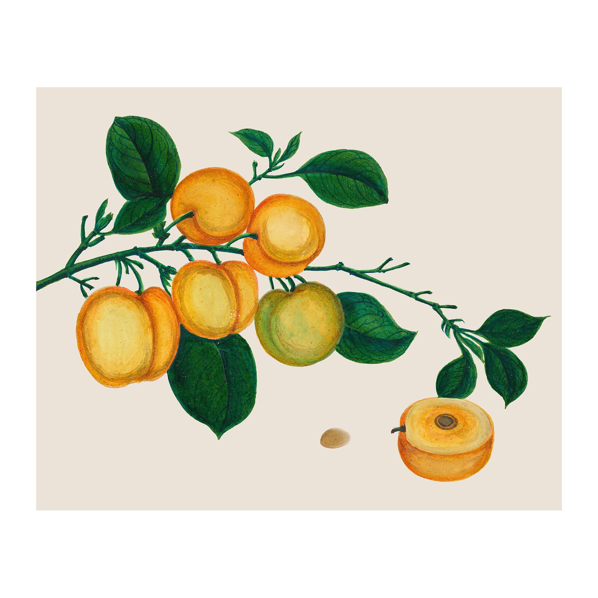 AF22 - Ripe