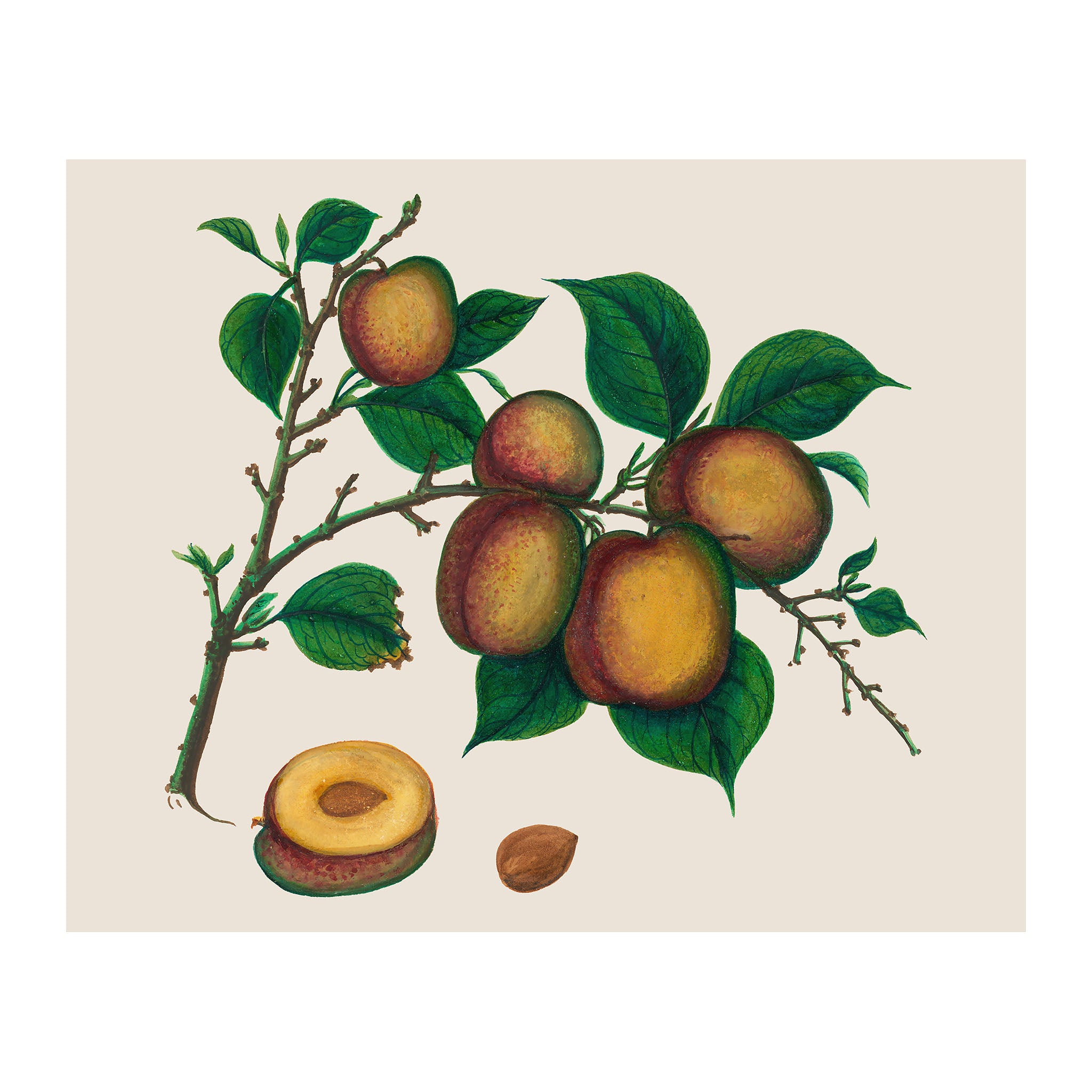 AF23 - Ripe
