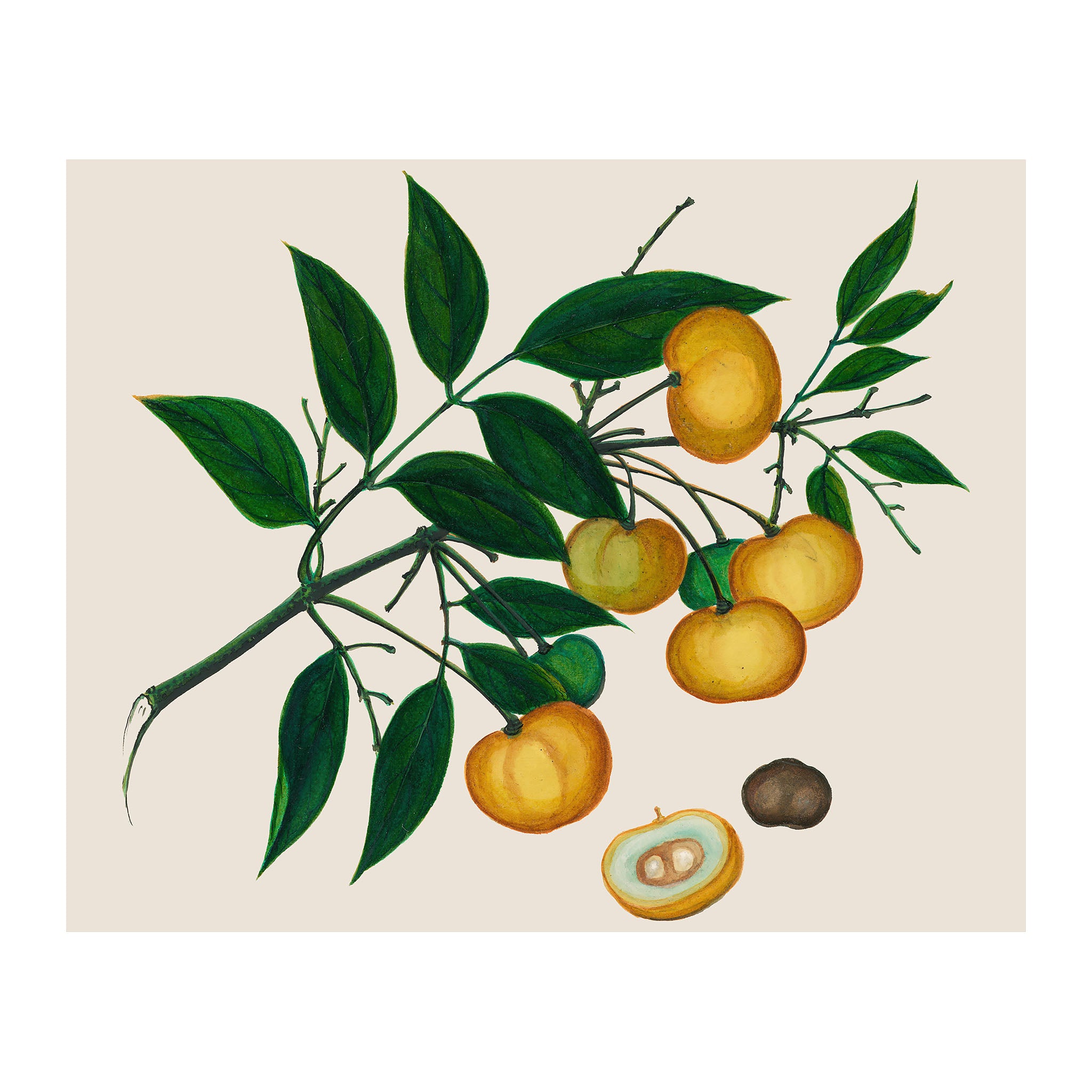 AF24 - Ripe