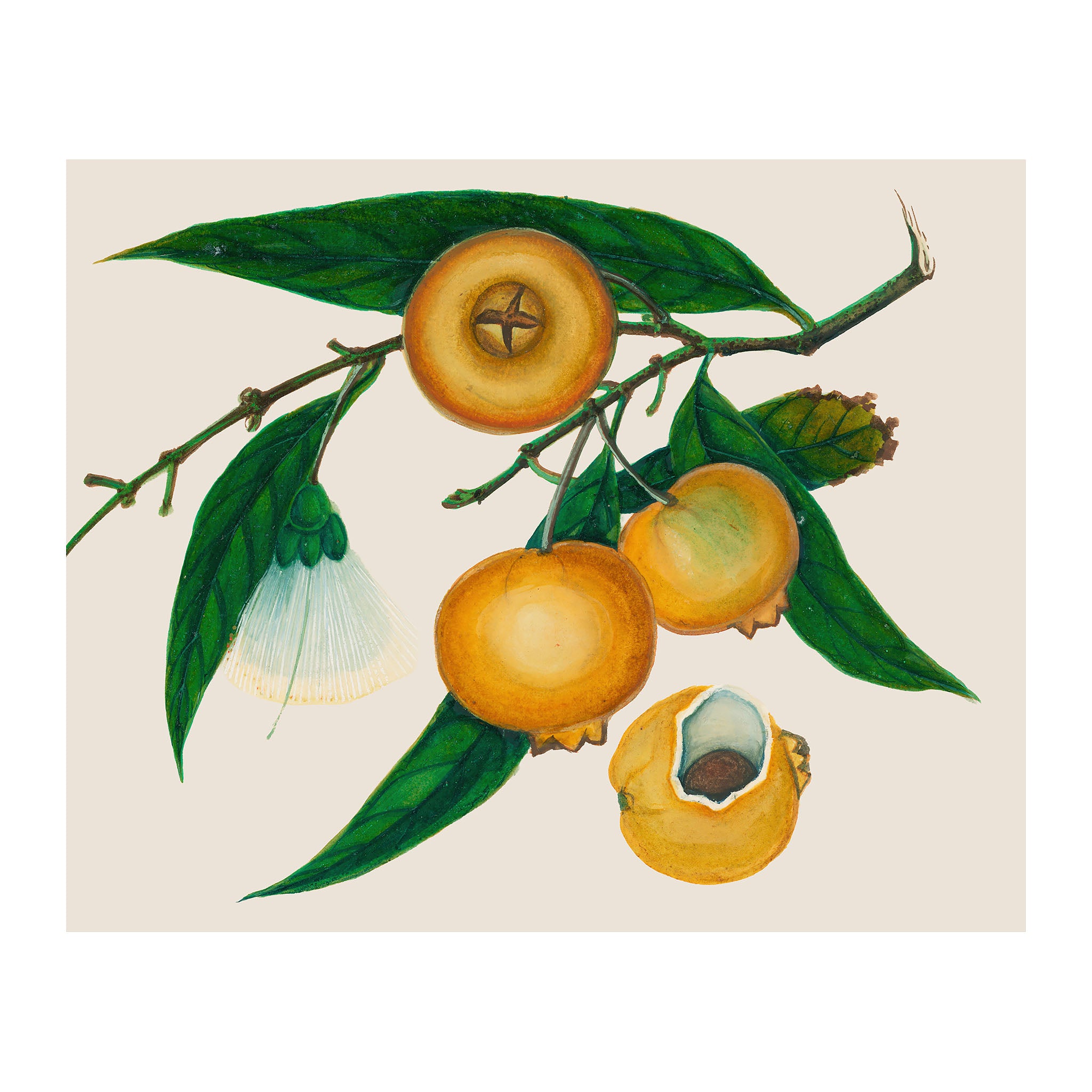 AF25 - Ripe