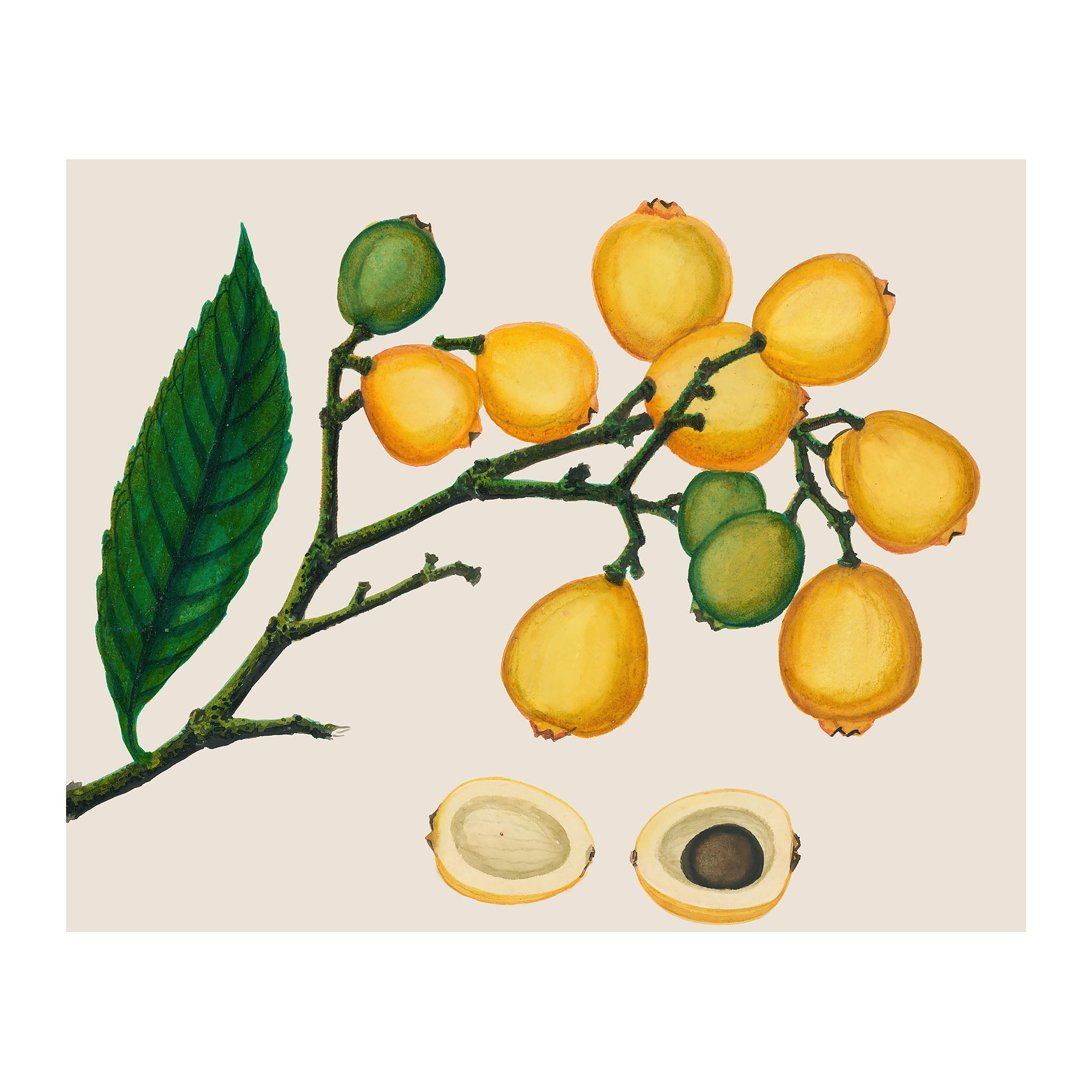 AF26 - Ripe