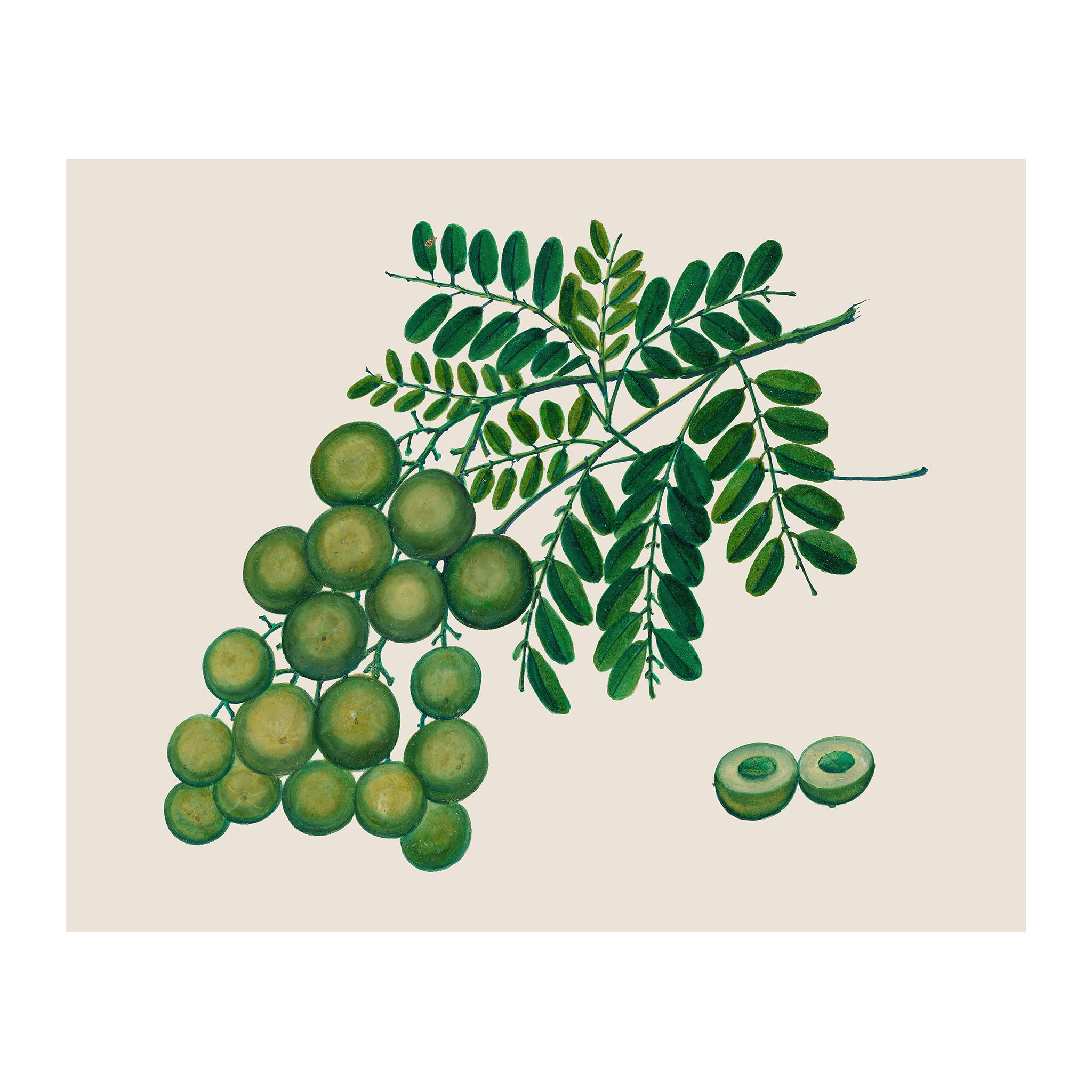 AF27 - Ripe