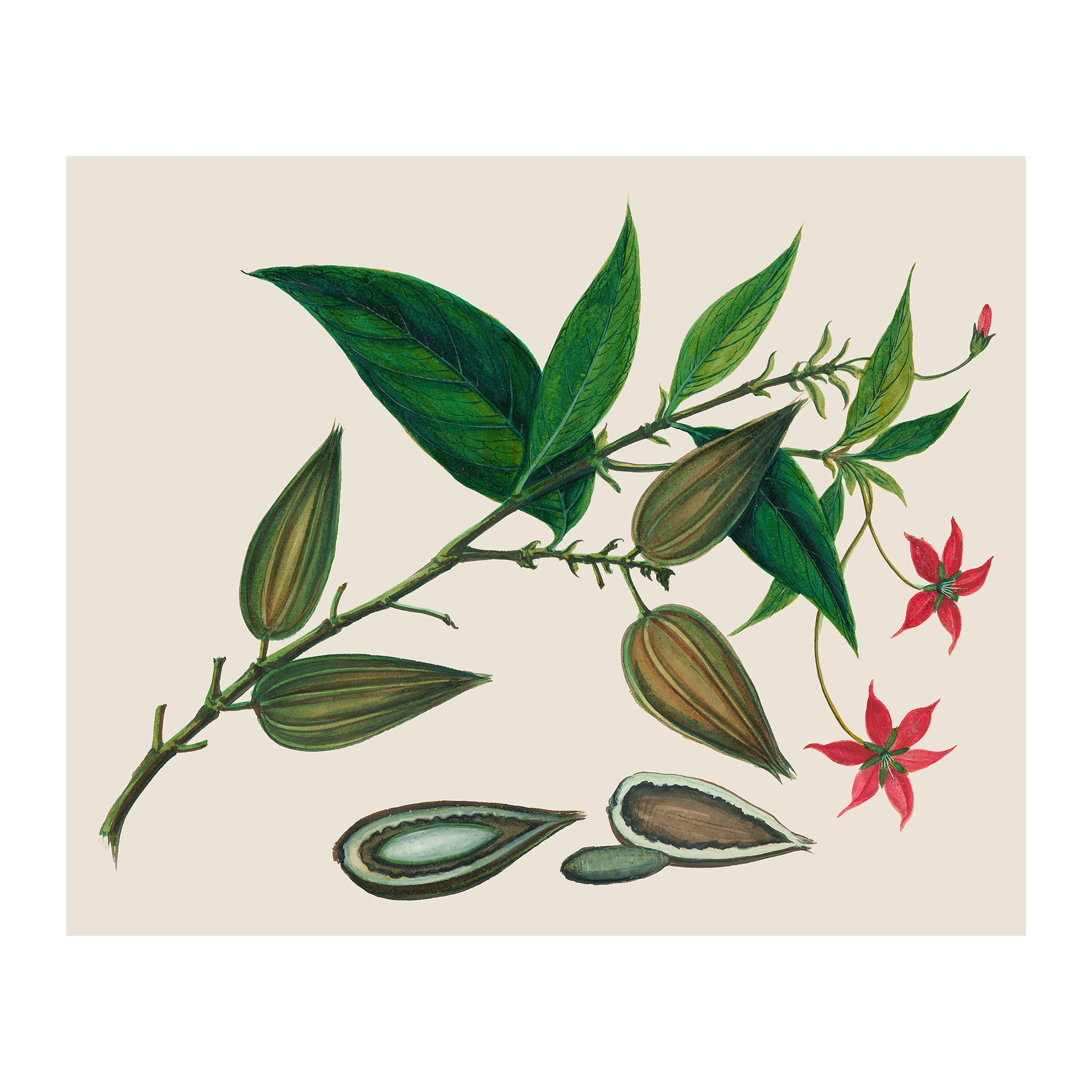 AF28 - Ripe
