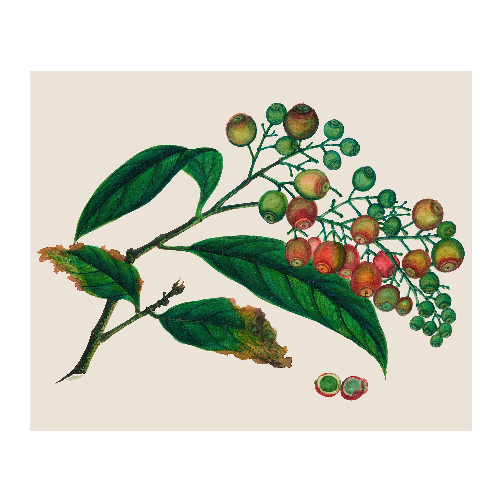 AF29 - Ripe