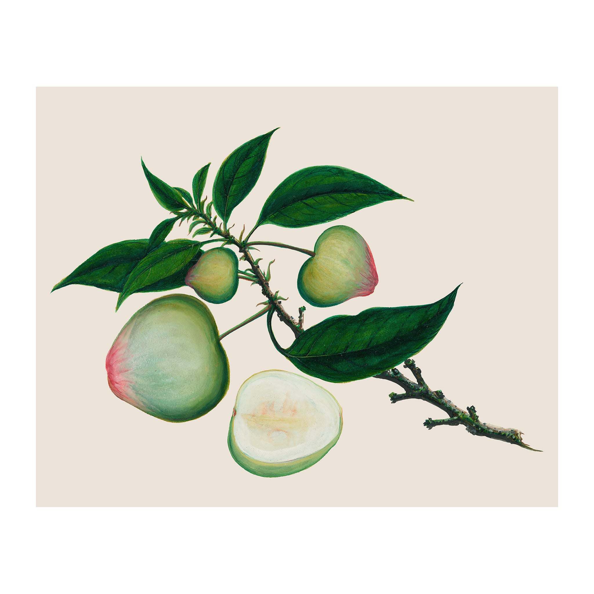 AF30 - Ripe