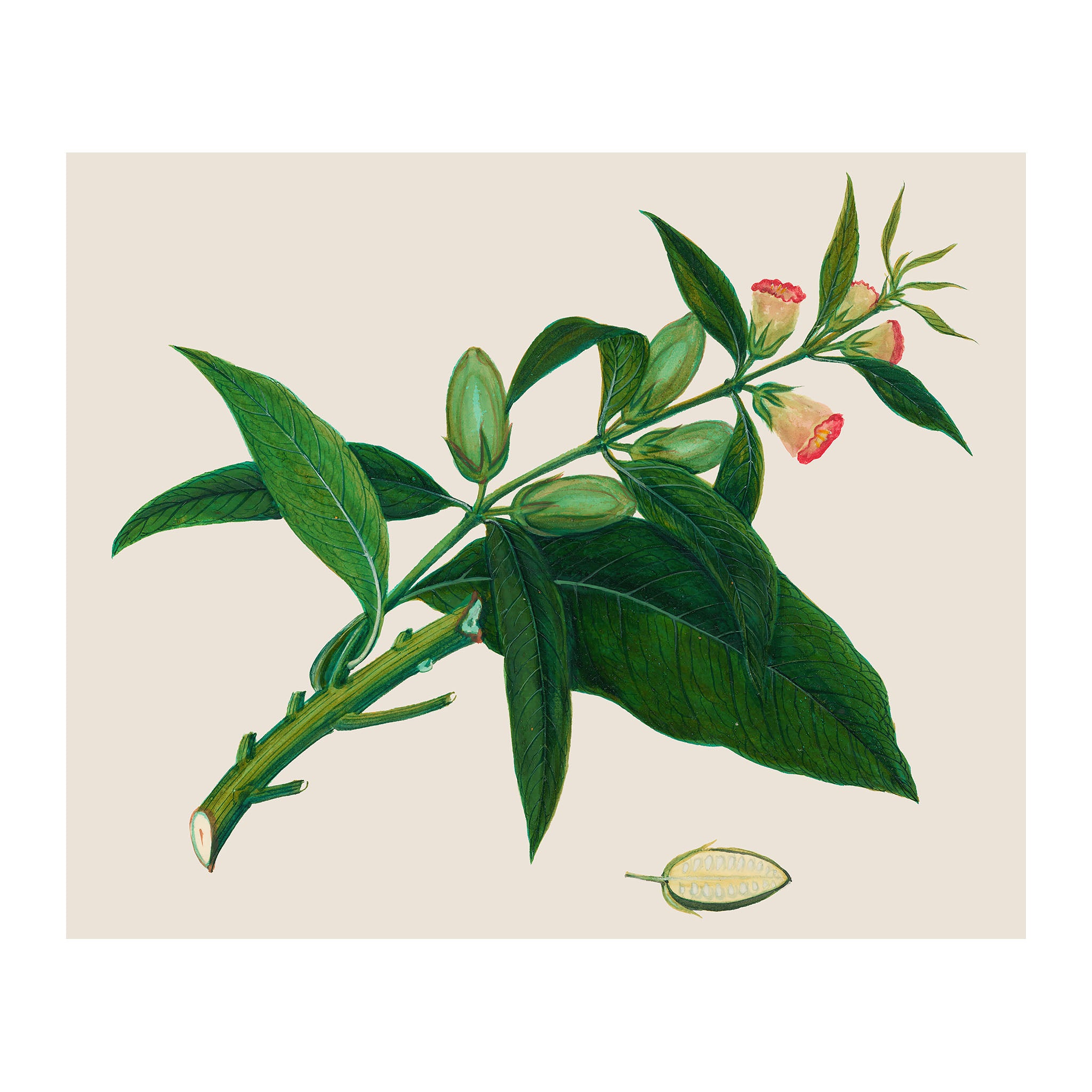 AF32 - Ripe