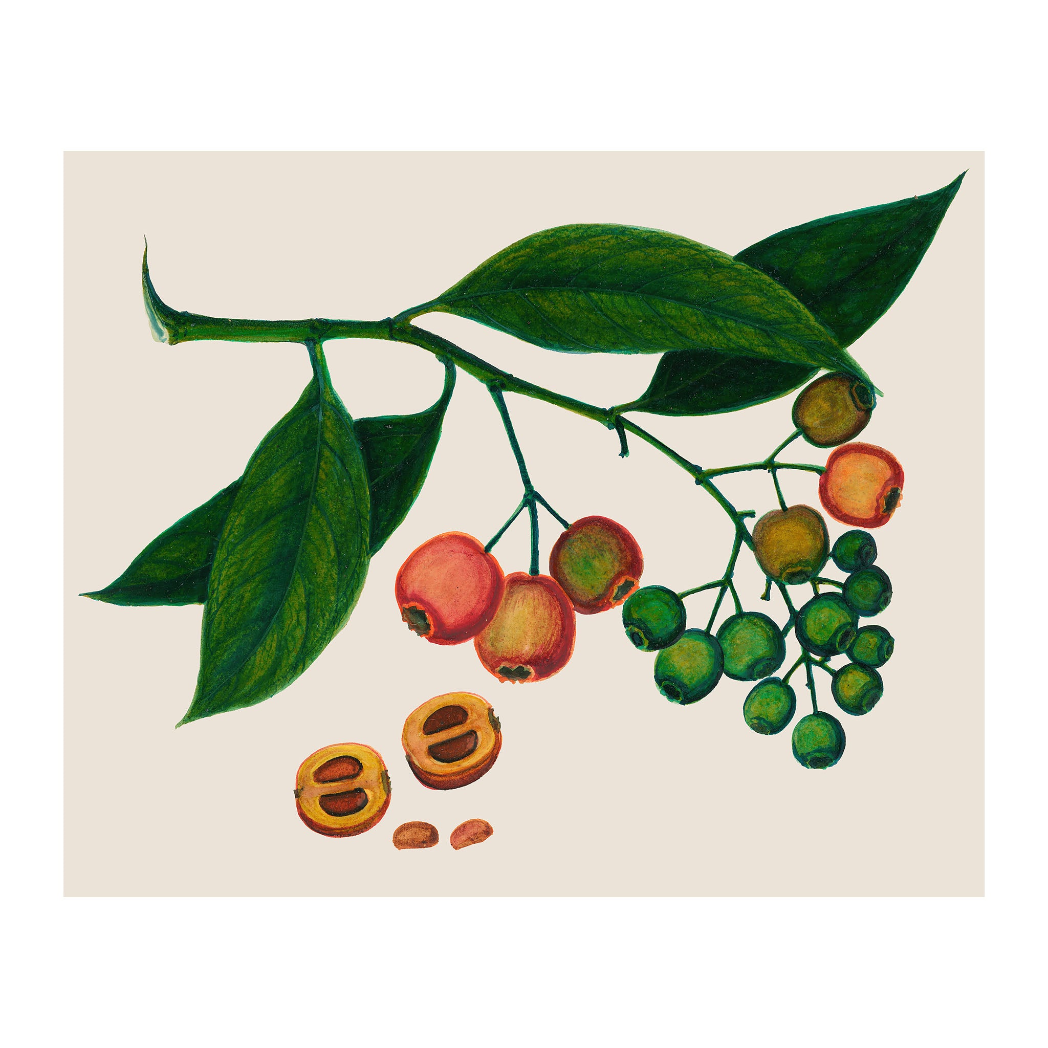 AF34 - Ripe