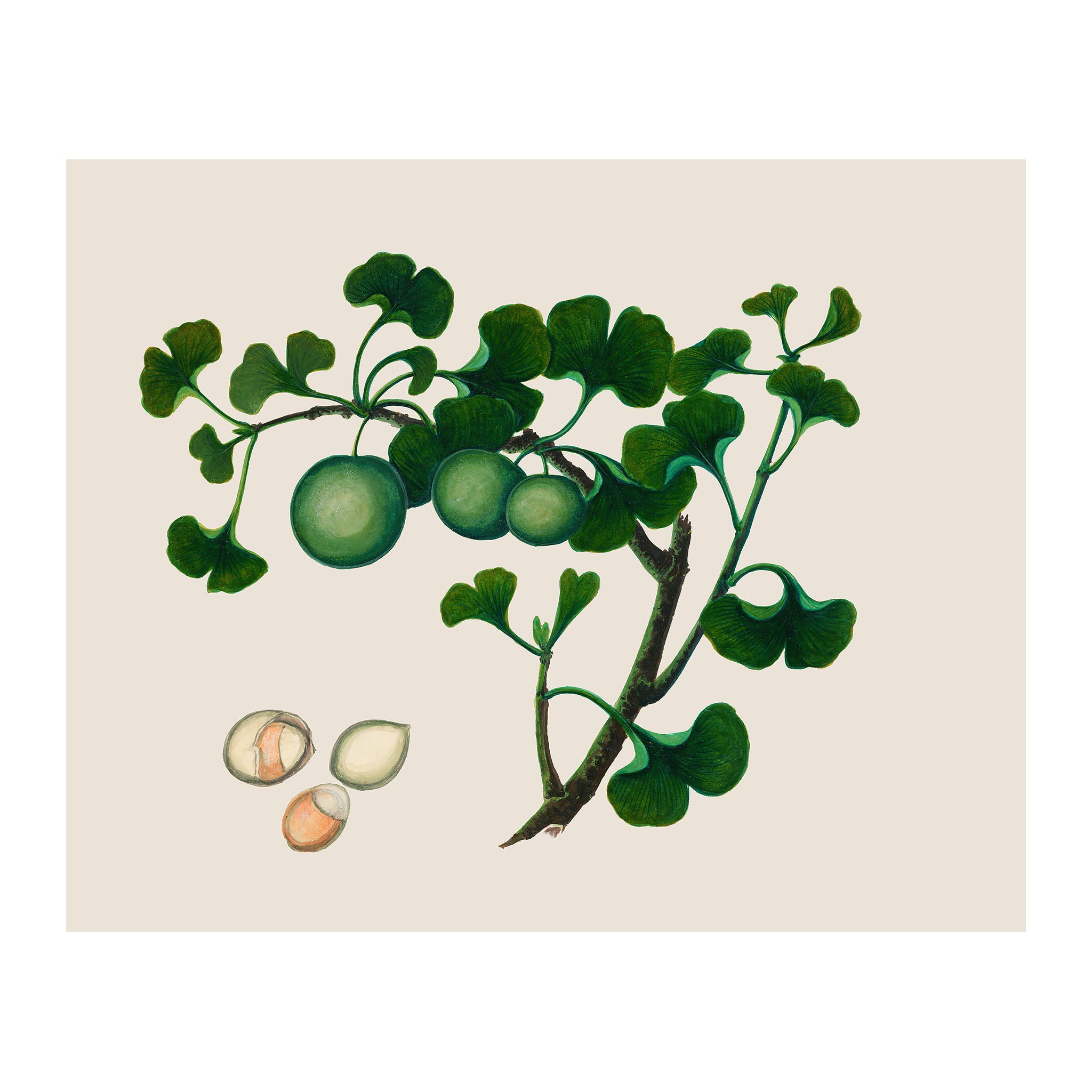 AF35 - Ripe