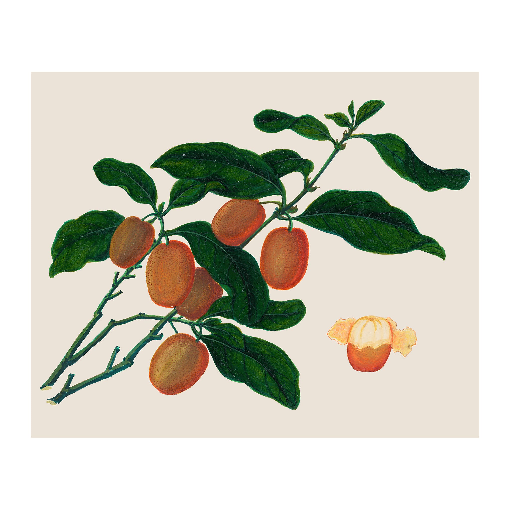 AF36 - Ripe