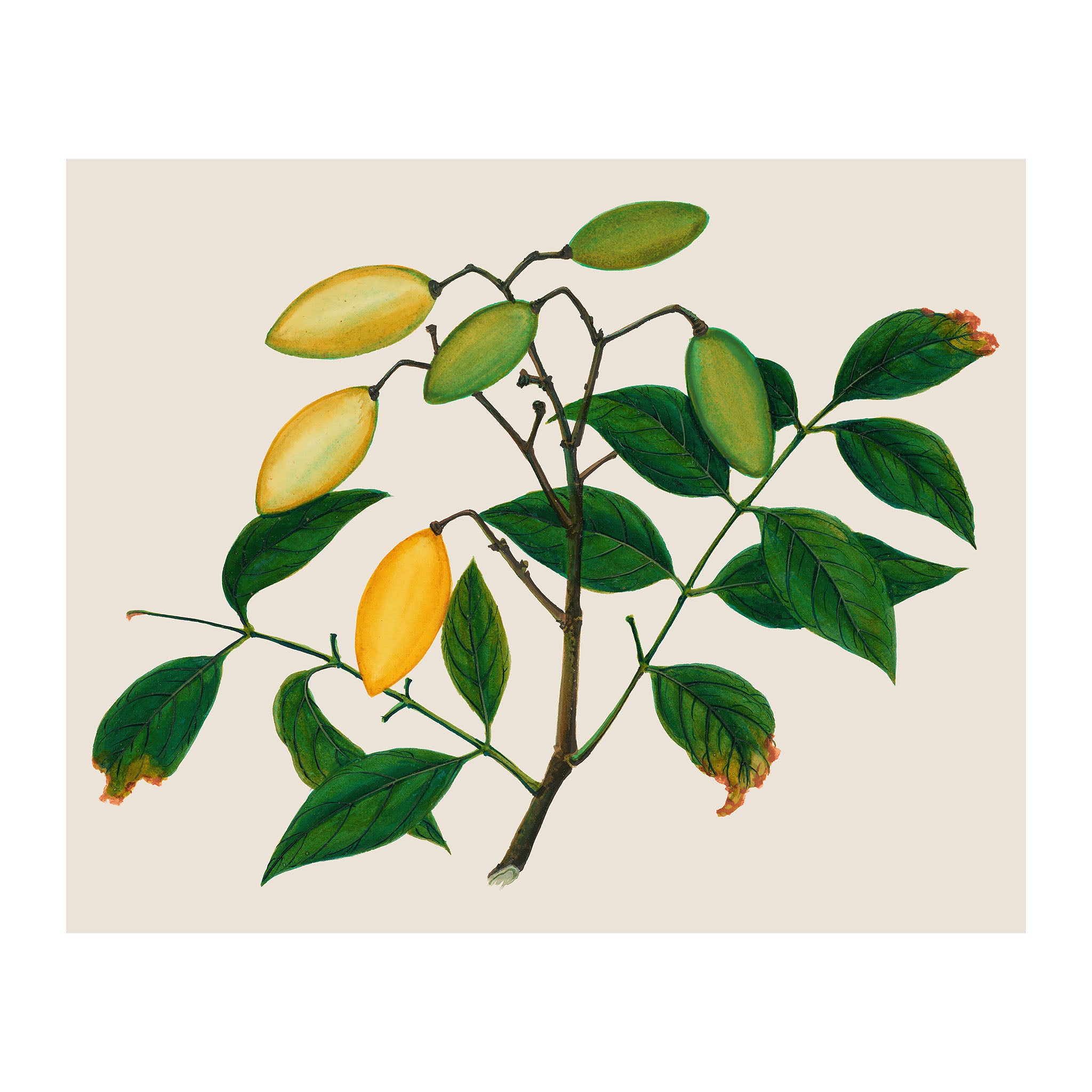AF38 - Ripe