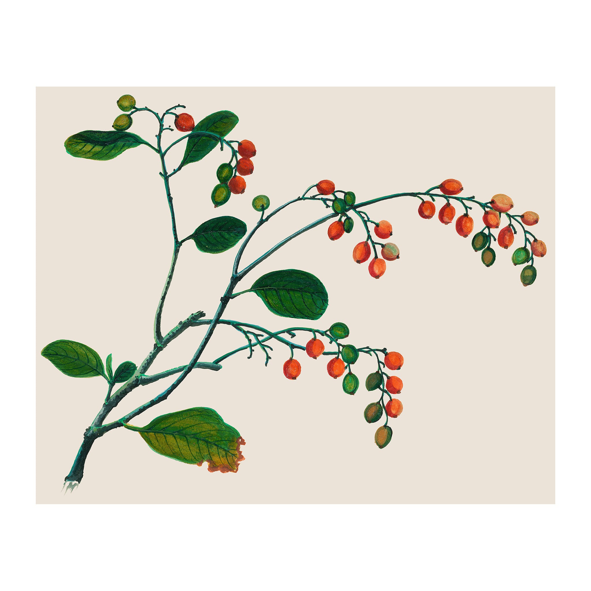 AF39 - Ripe