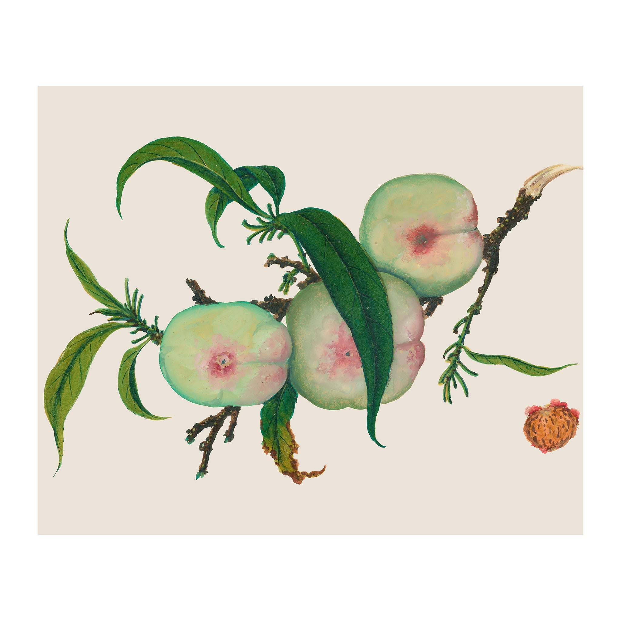 AF3 - Ripe