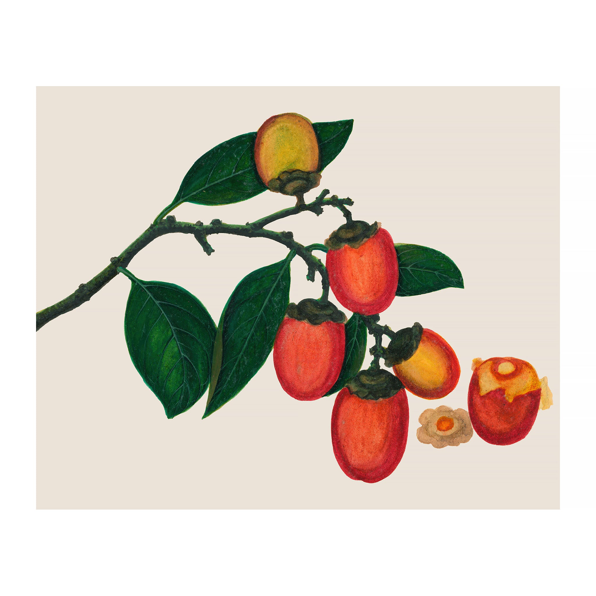 AF40 - Ripe