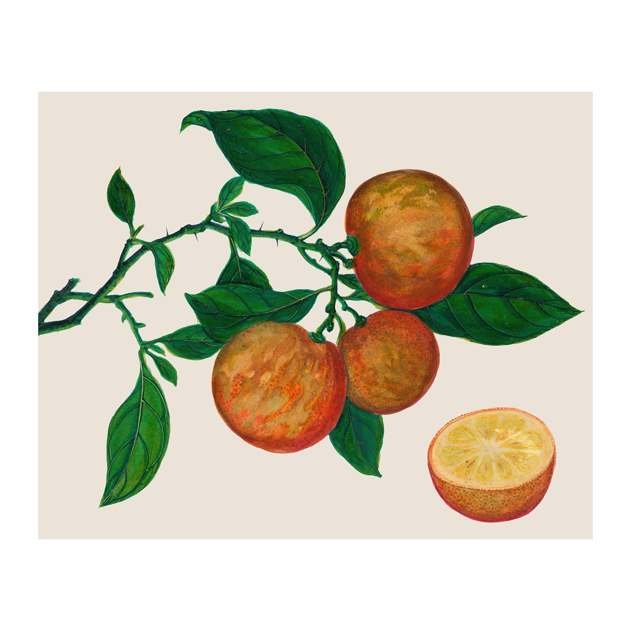 AF41 - Ripe