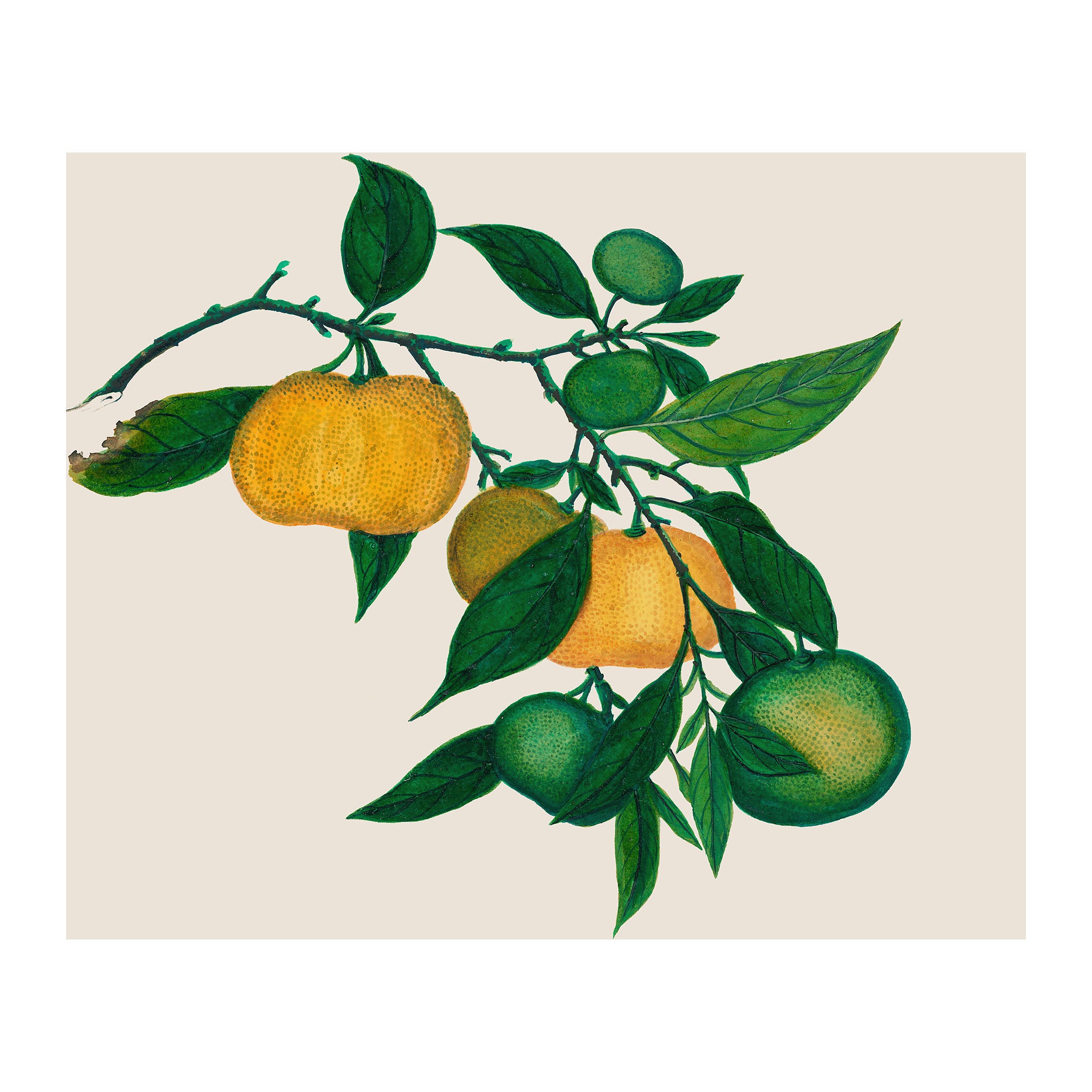 AF42 - Ripe