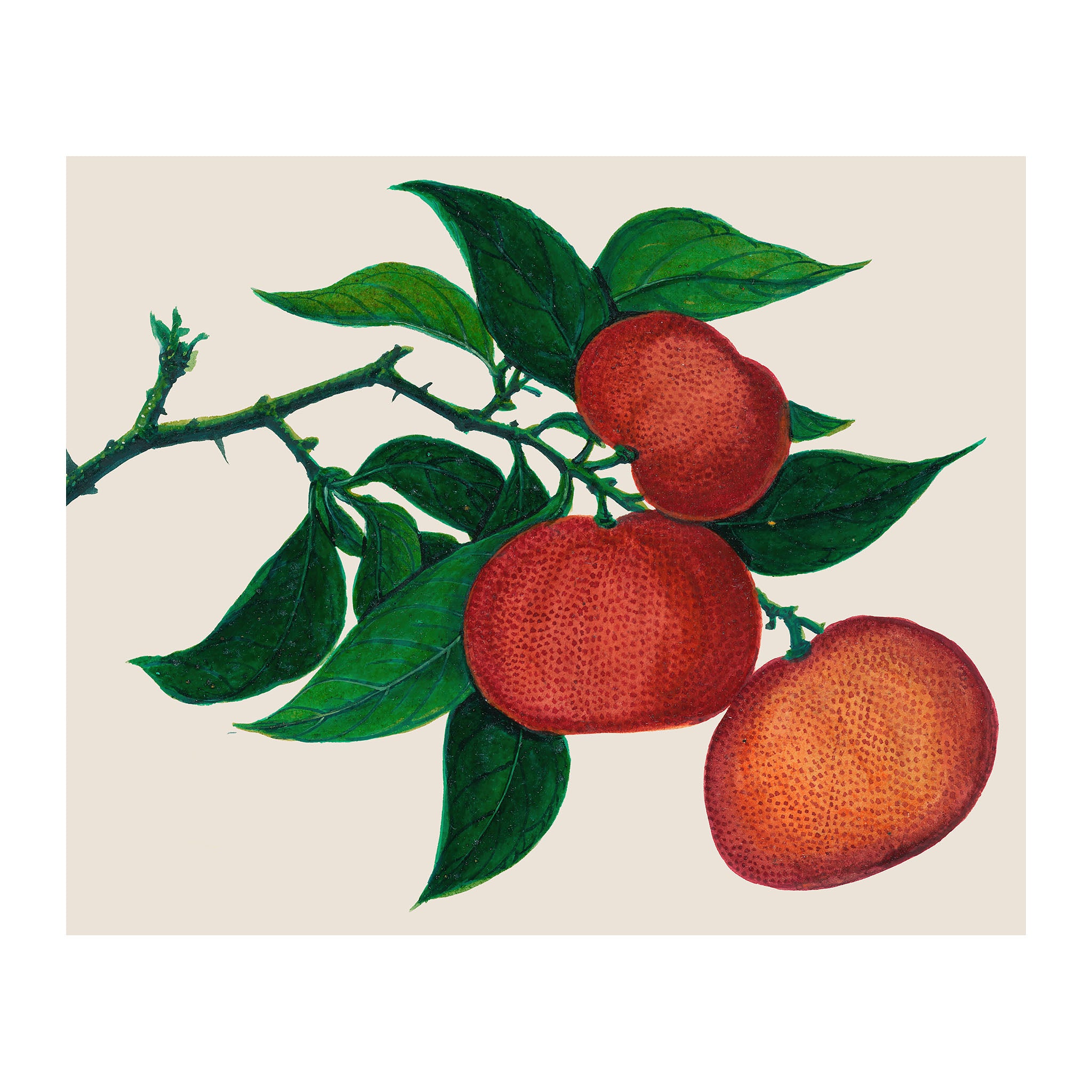 AF43 - Ripe