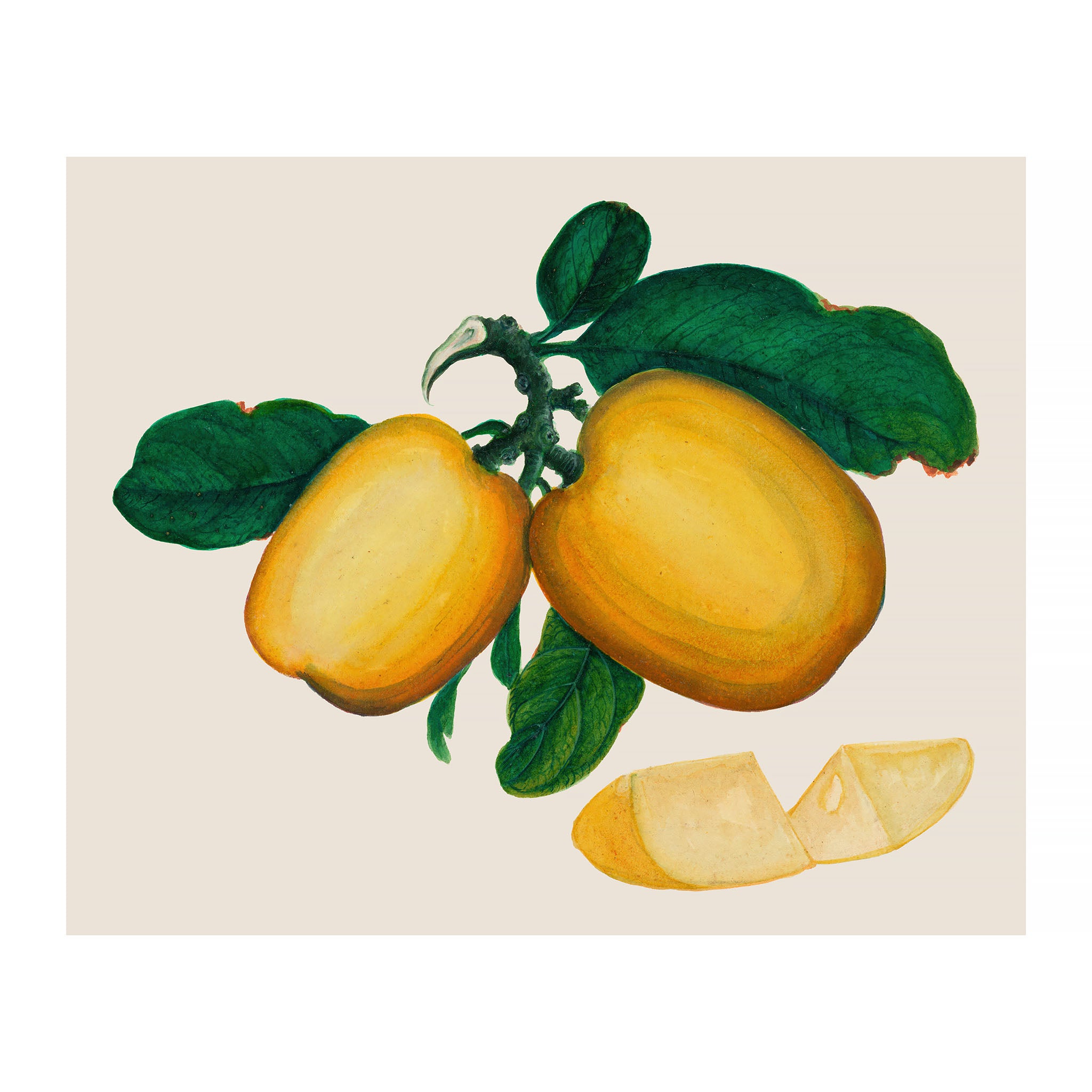 AF44 - Ripe