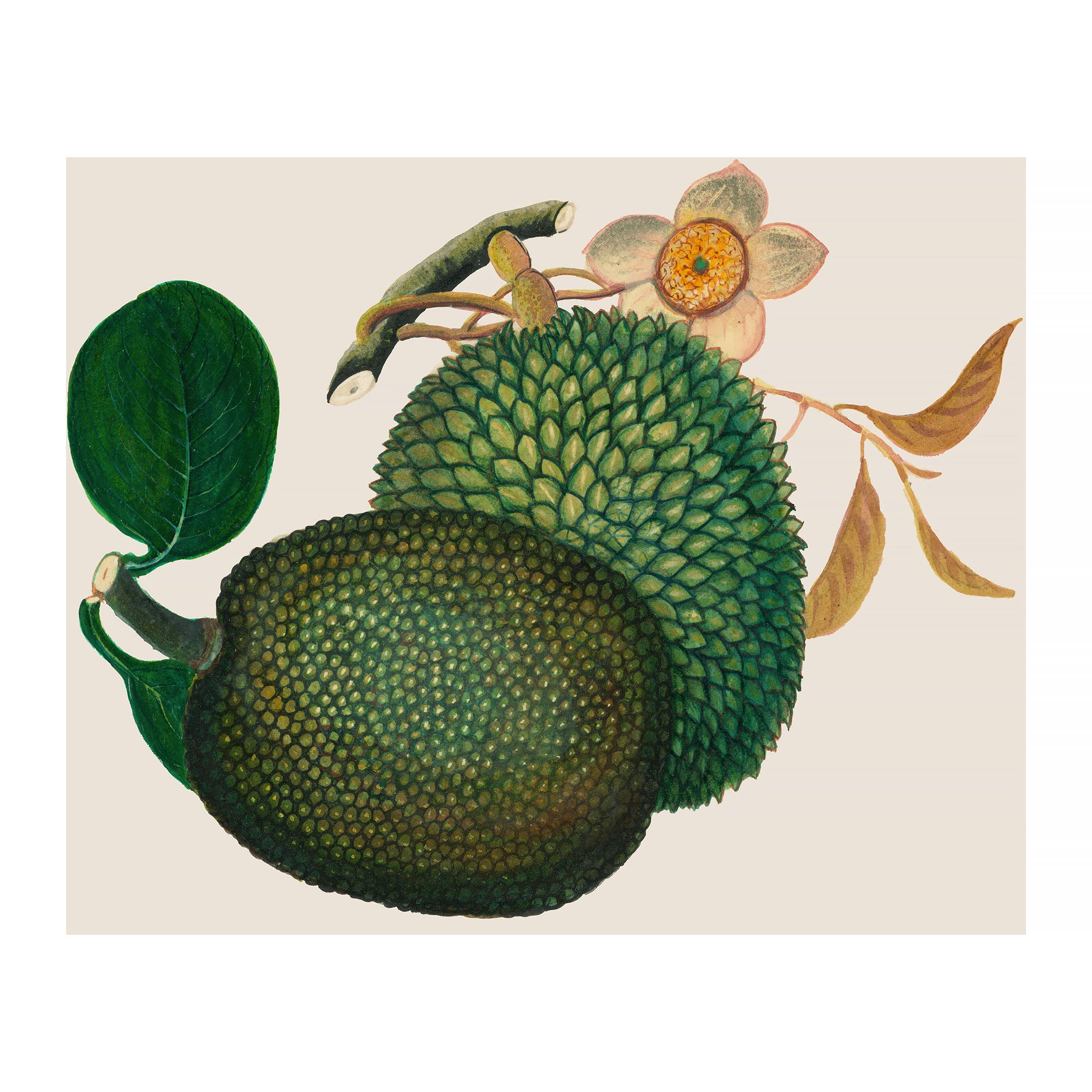 AF45 - Ripe