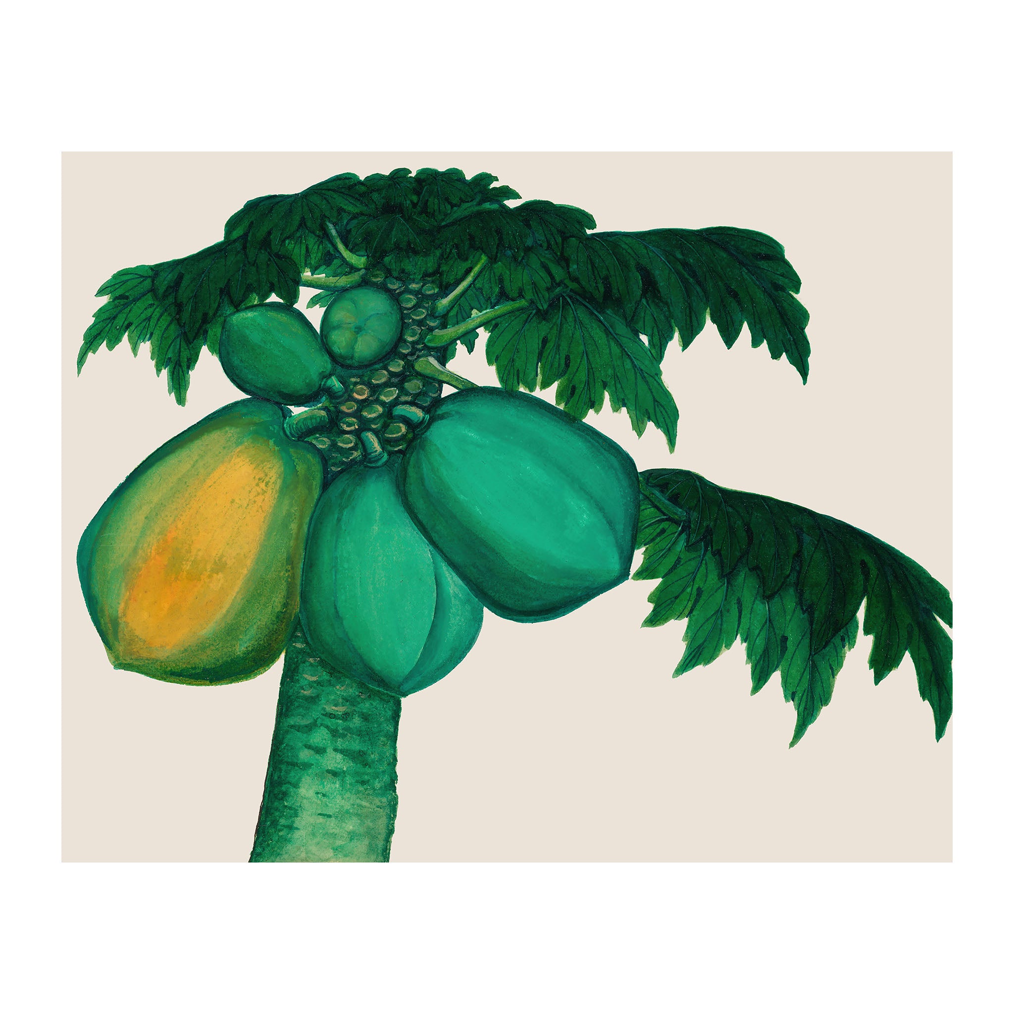 AF46 - Ripe