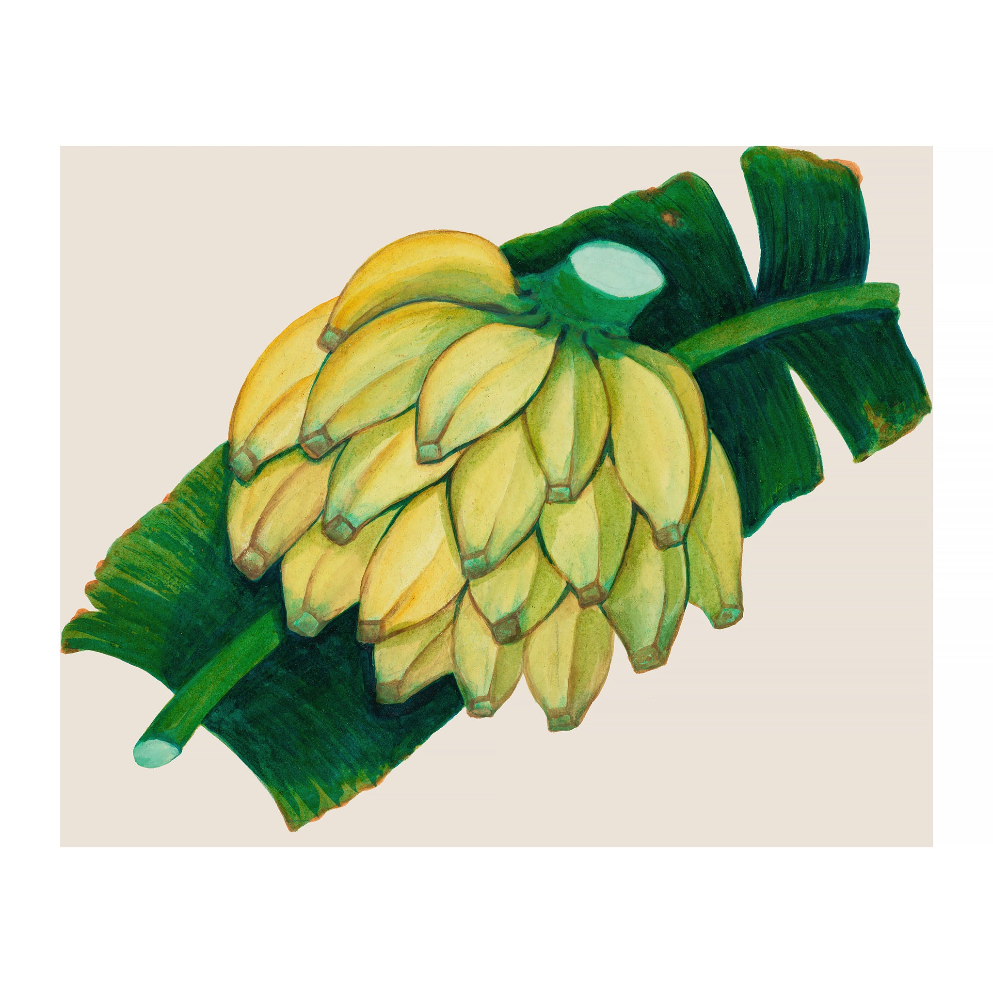 AF47 - Ripe