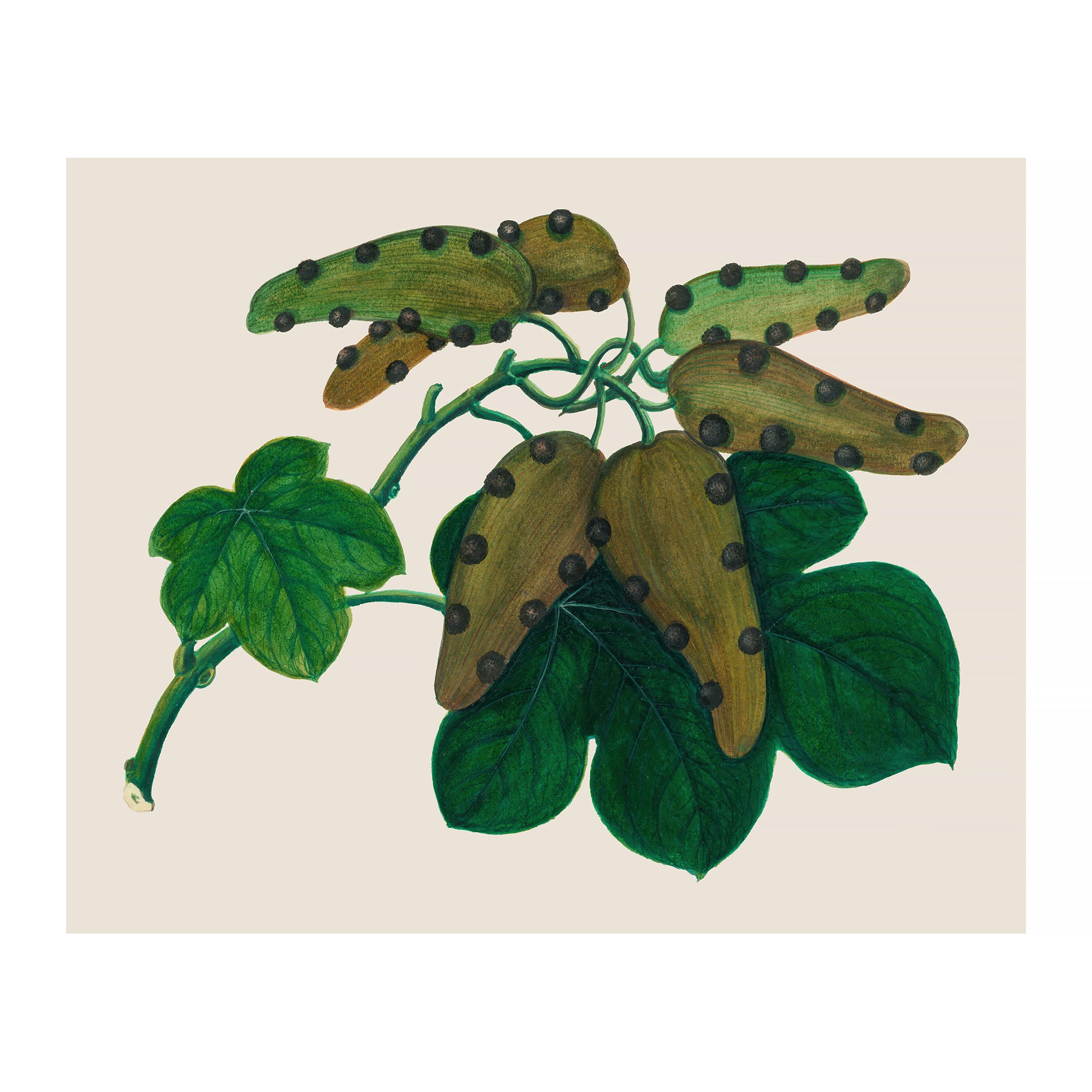 AF48 - Ripe