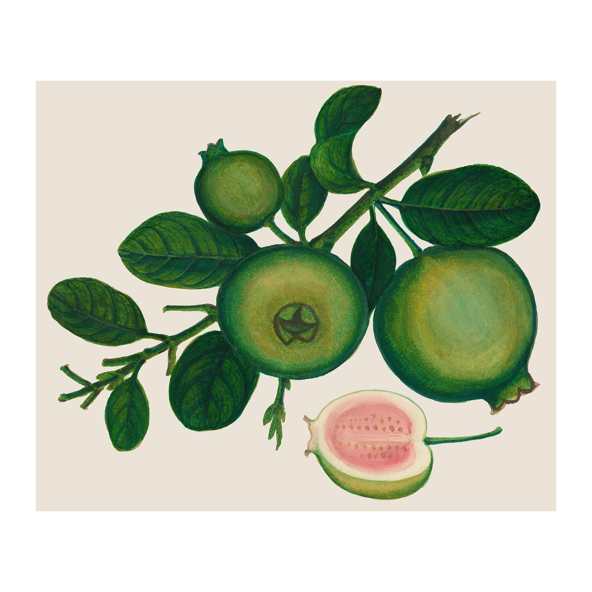 AF4 - Ripe