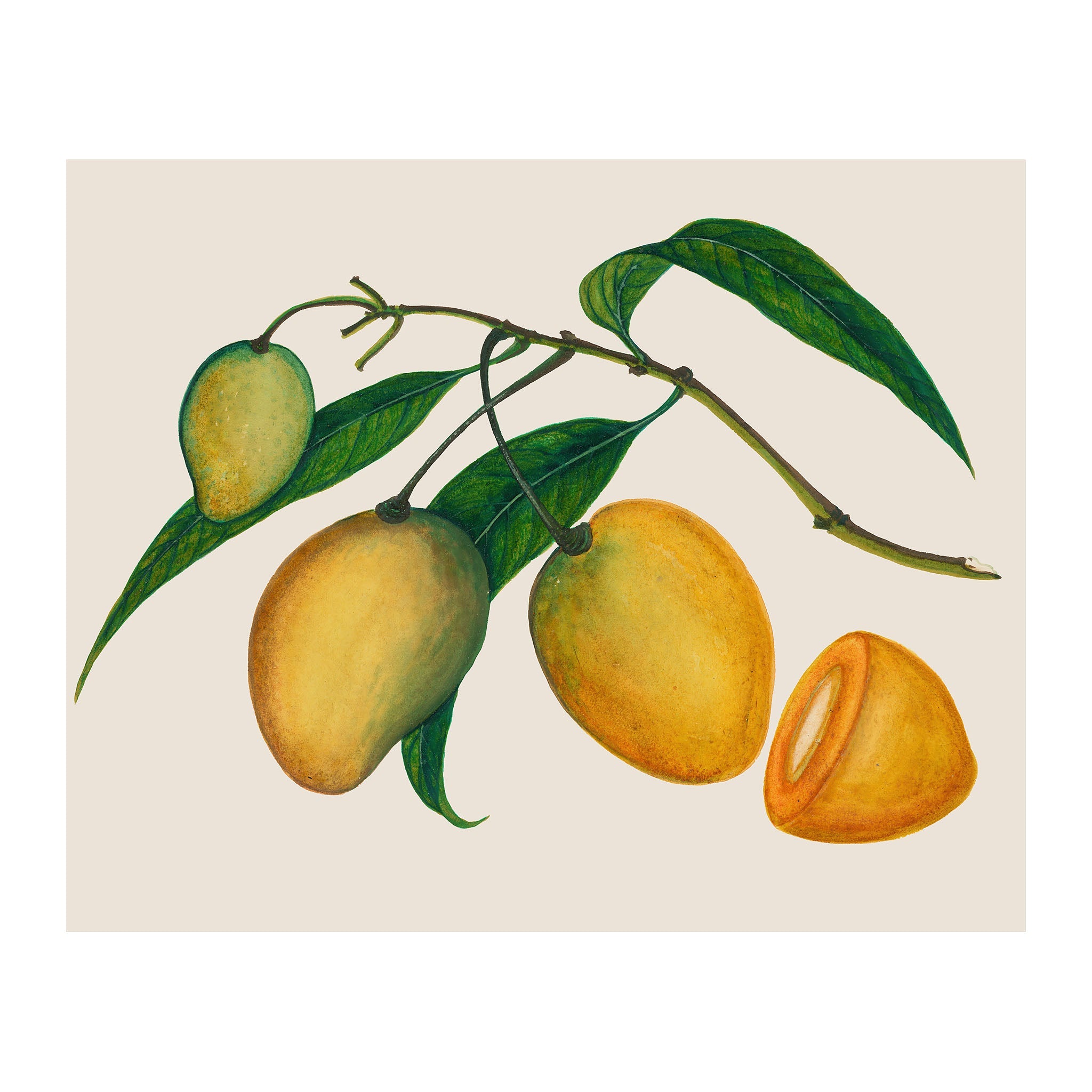 AF5 - Ripe