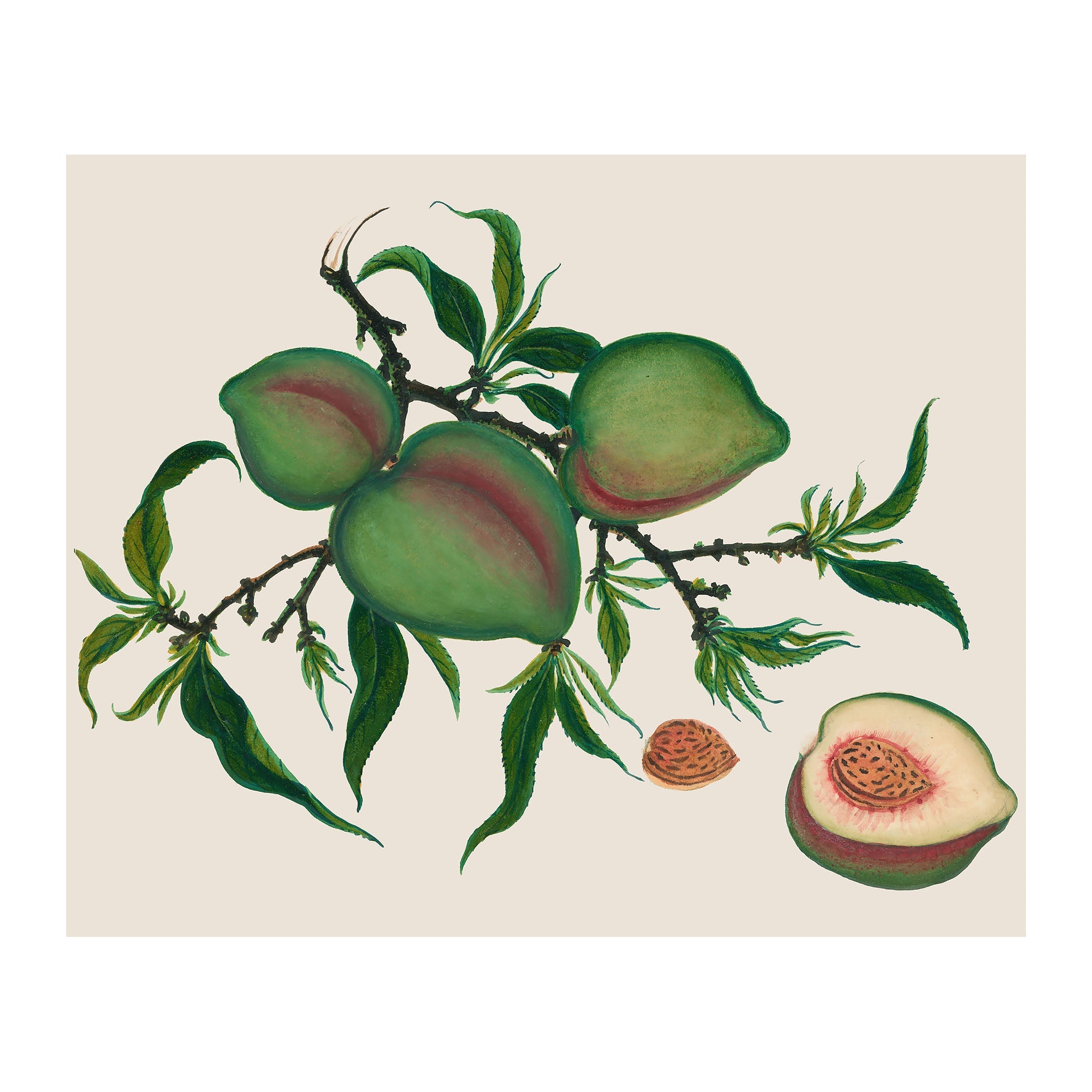 AF6 - Ripe