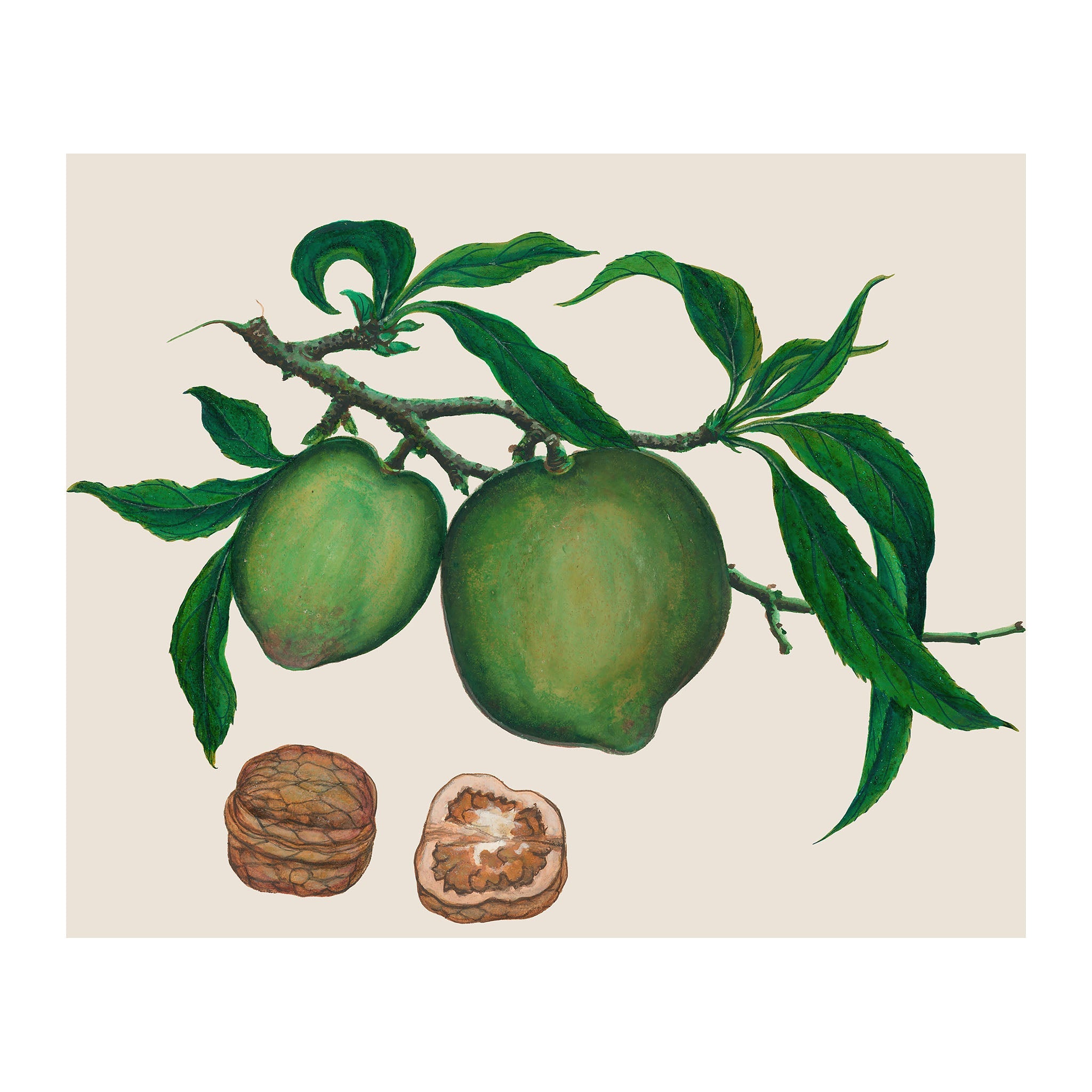 AF7 - Ripe