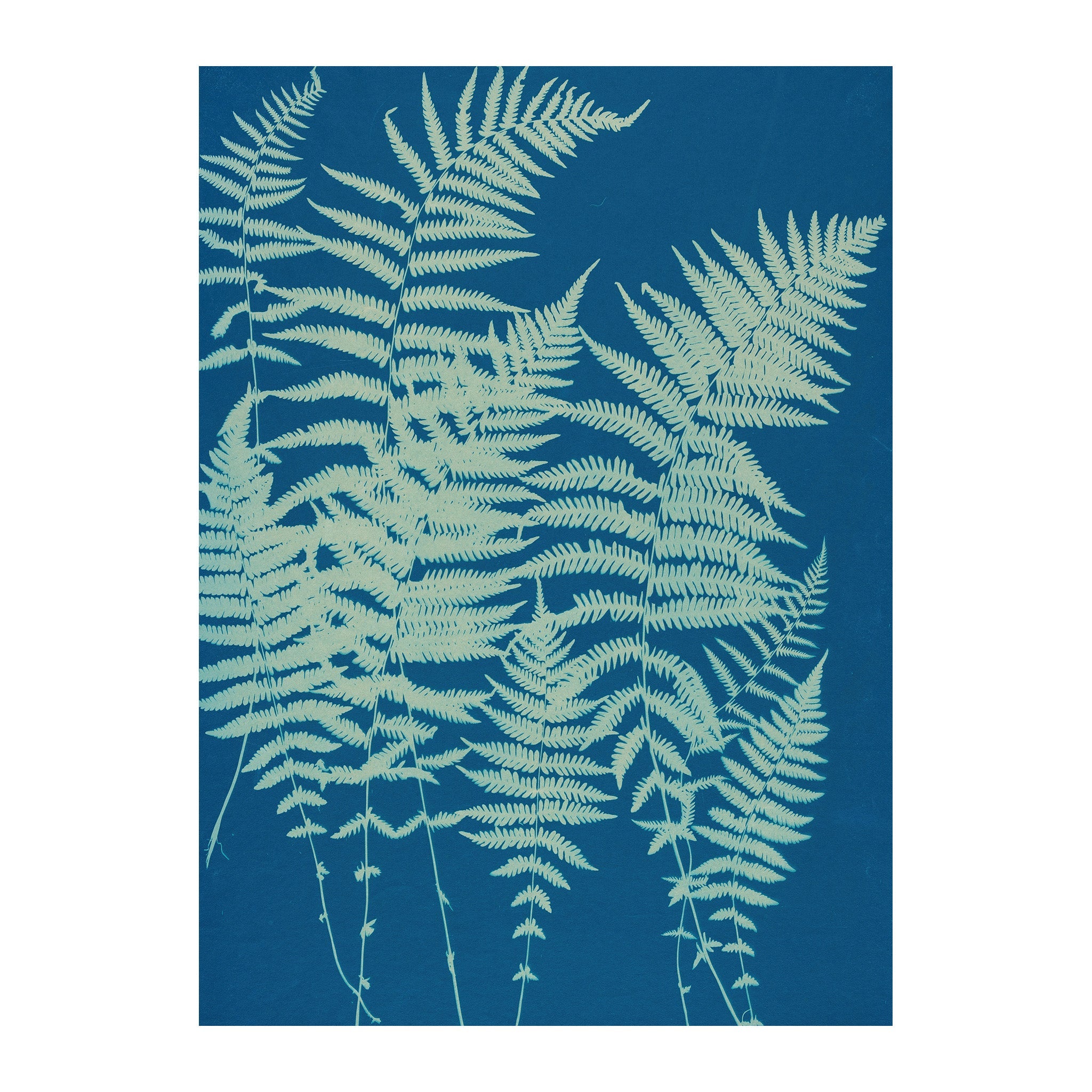 CB1 - Cyan Botanica