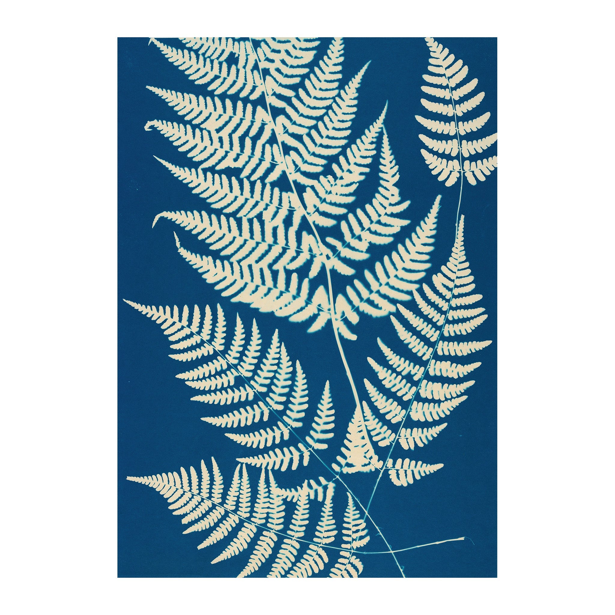 CB2 - Cyan Botanica