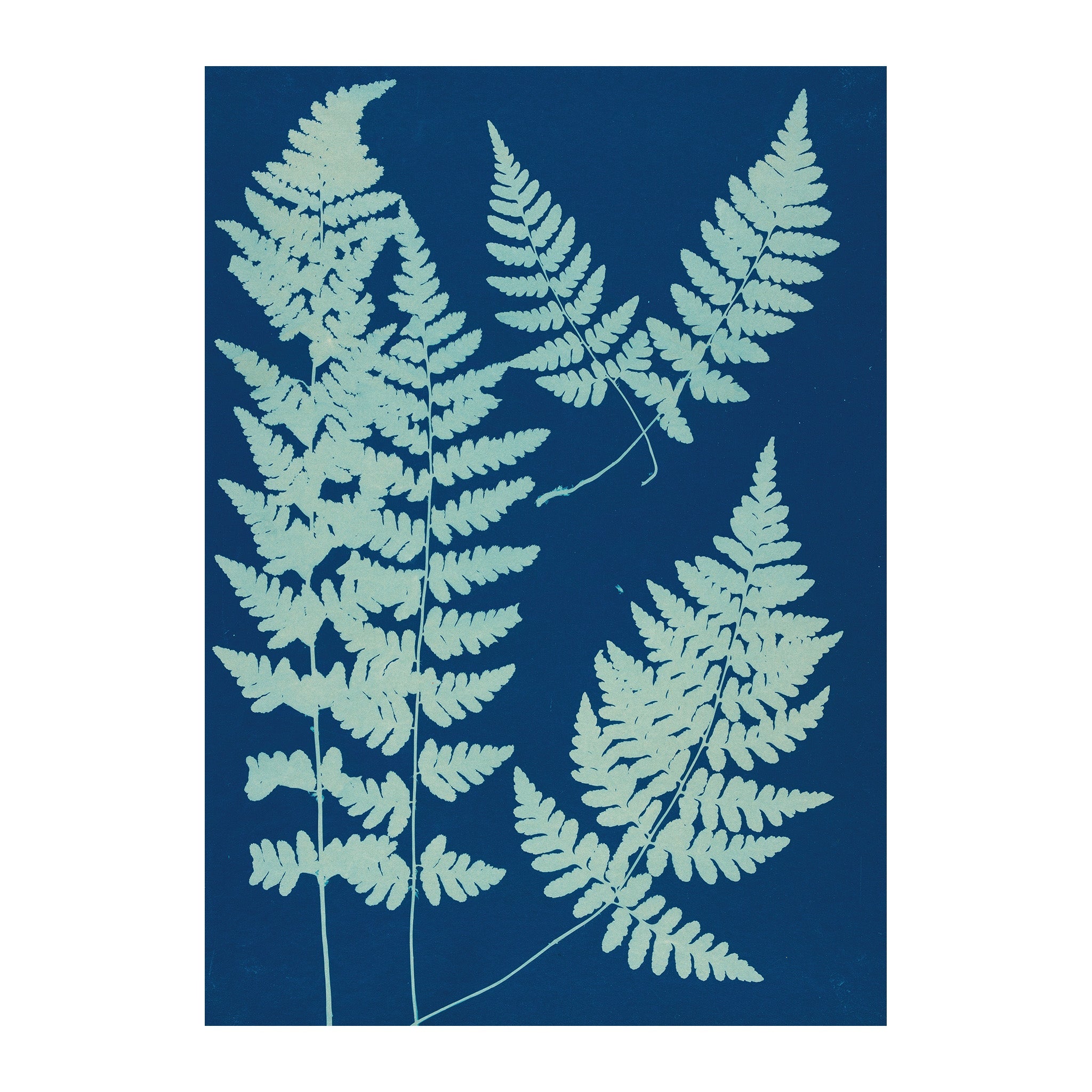 CB3 - Cyan Botanica