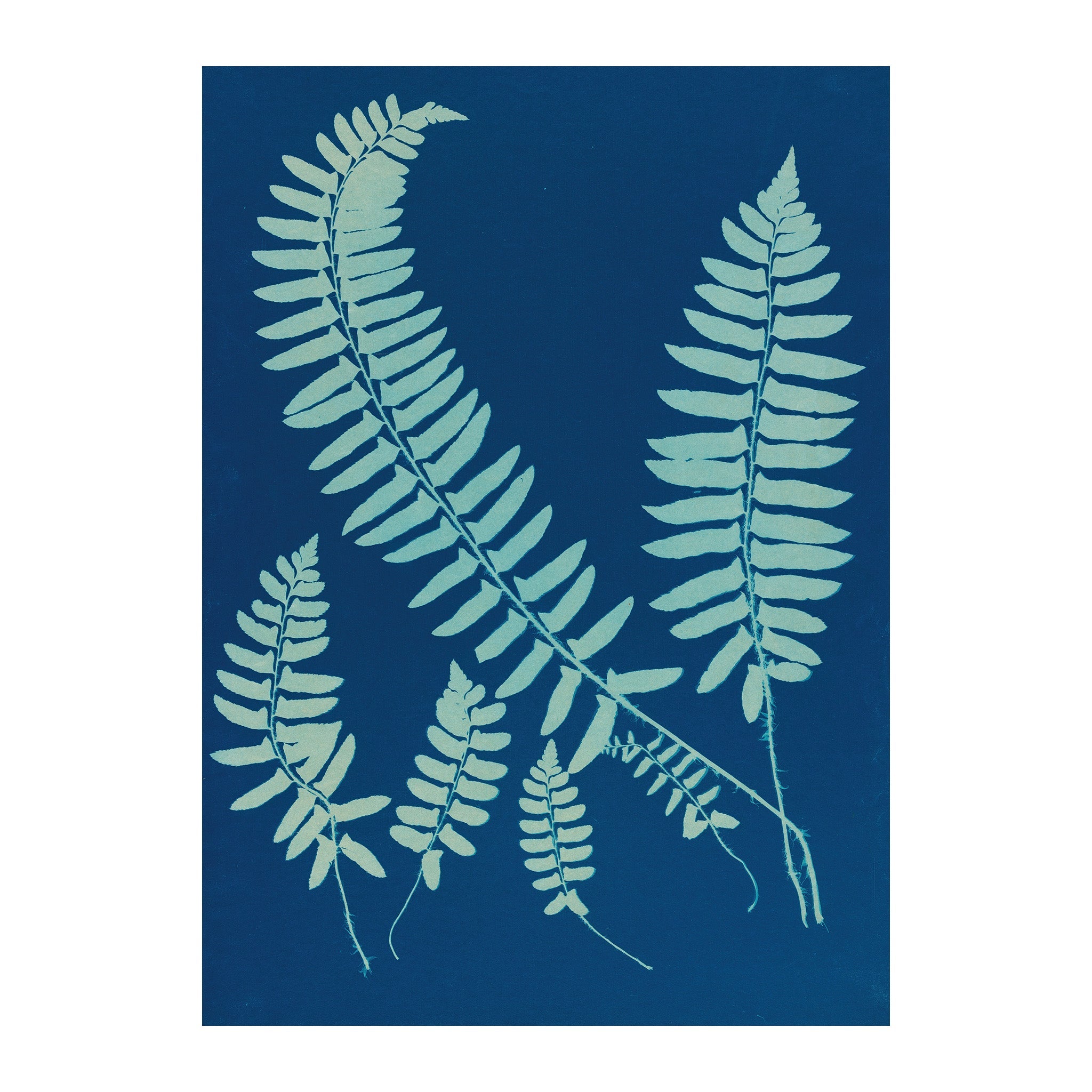 CB4 - Cyan Botanica