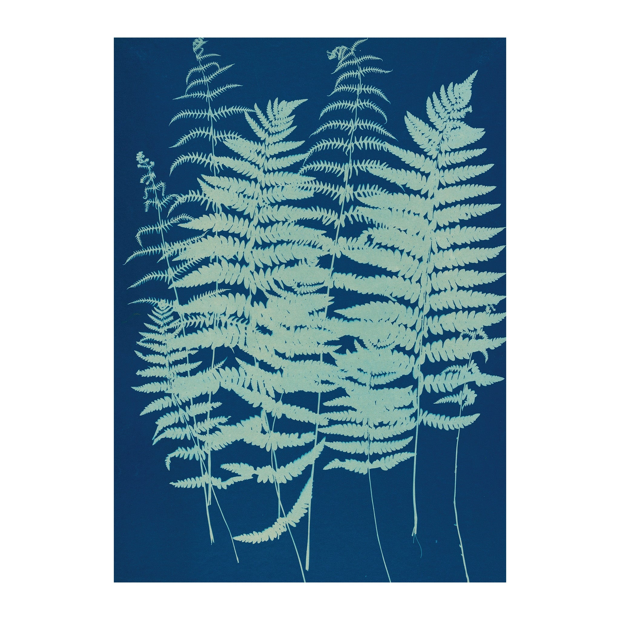 CB5 - Cyan Botanica