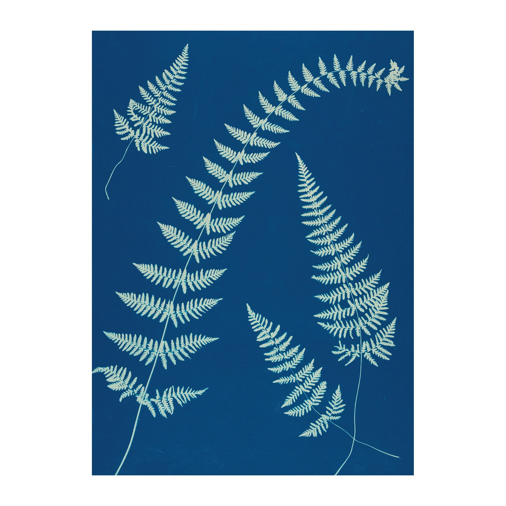 CB6 - Cyan Botanica