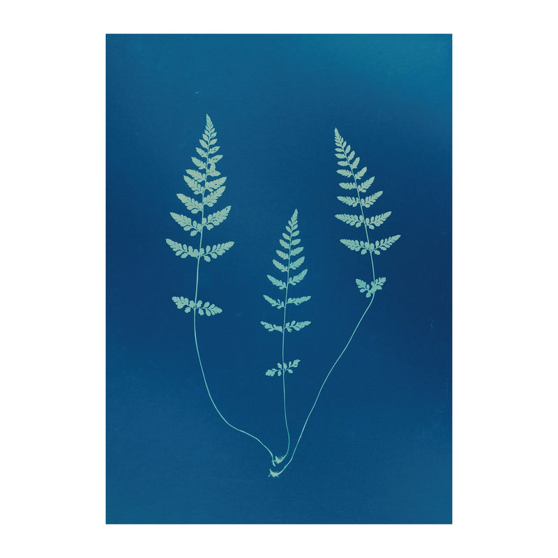 CB7 - Cyan Botanica