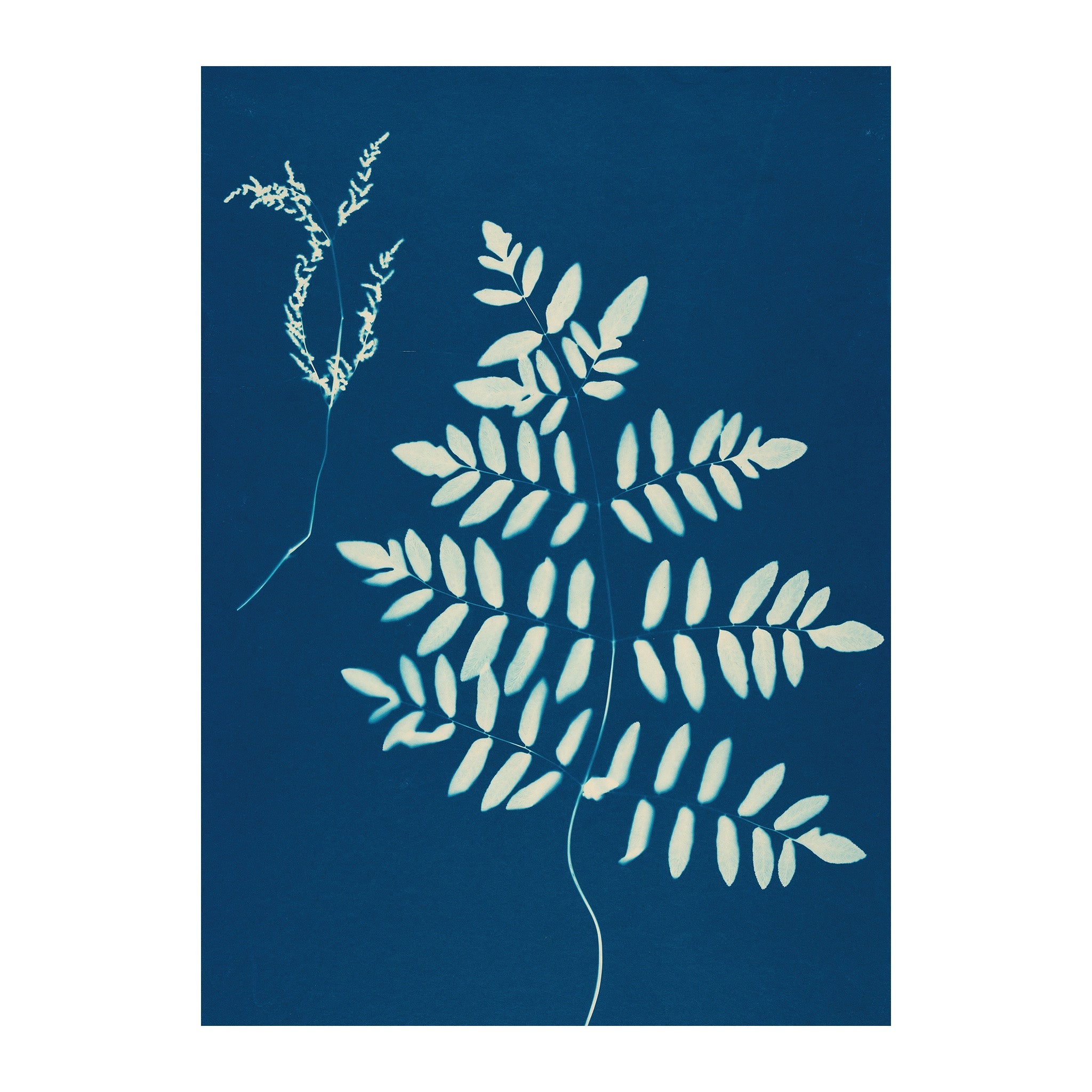 CB8 - Cyan Botanica