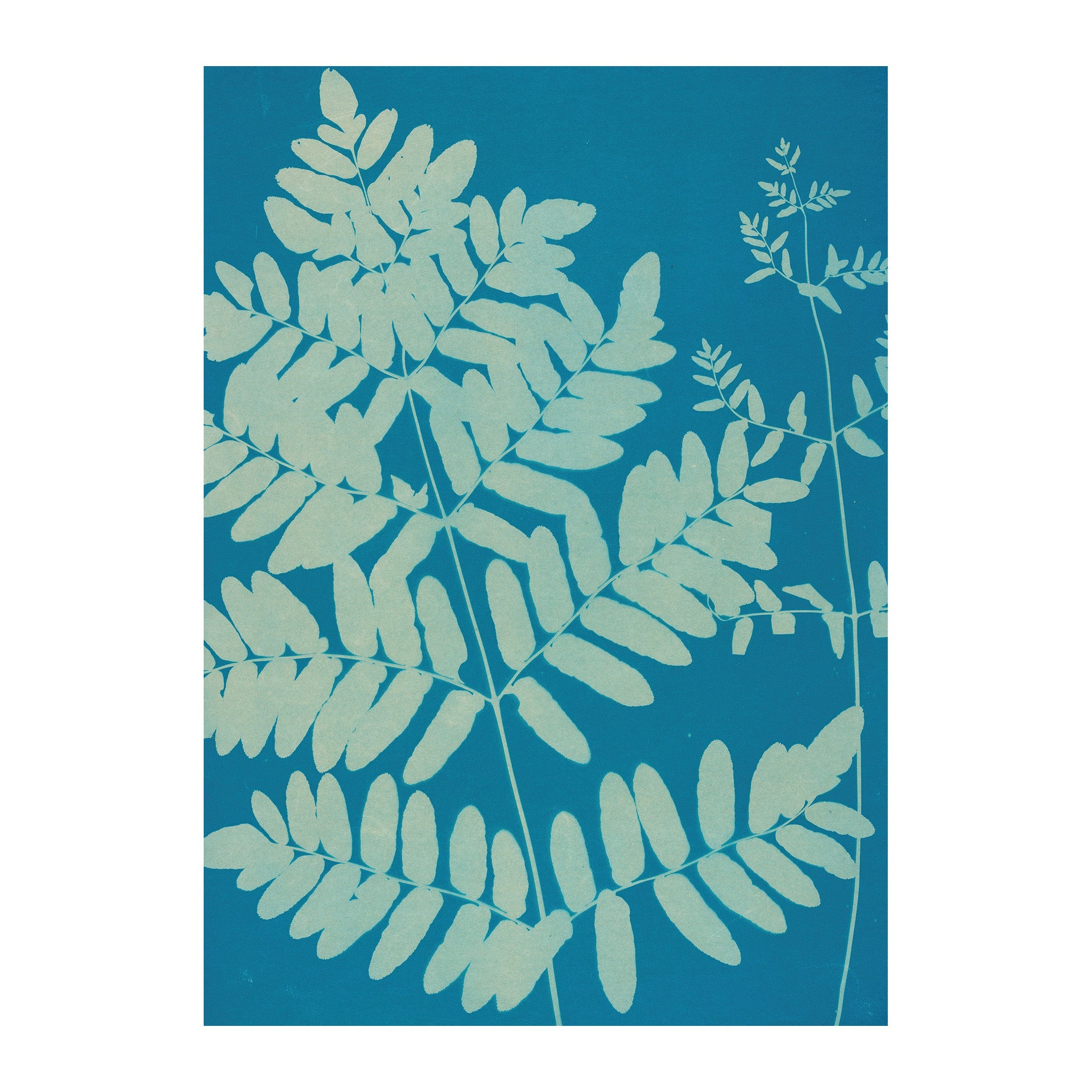 CB9 - Cyan Botanica