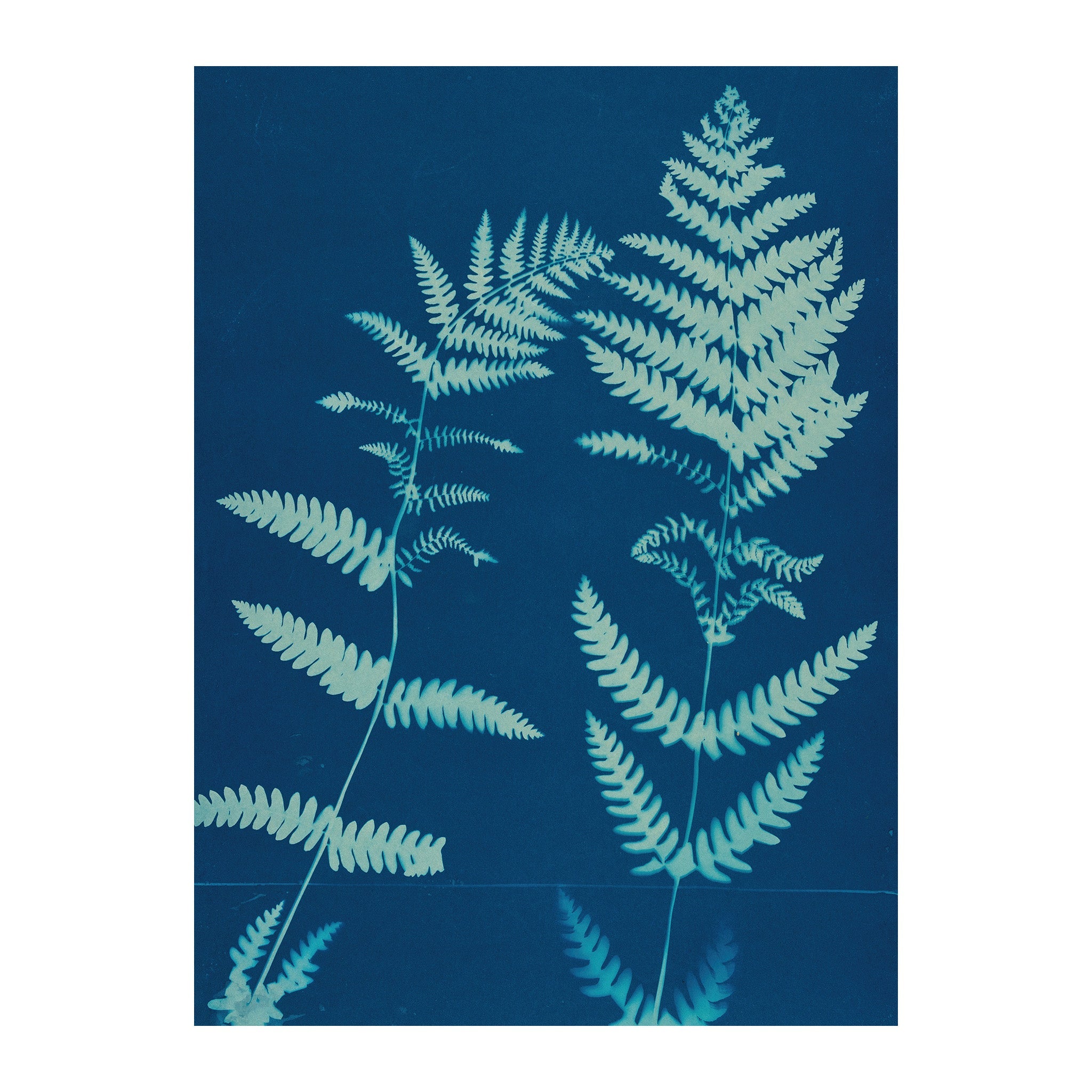 CB10 - Cyan Botanica