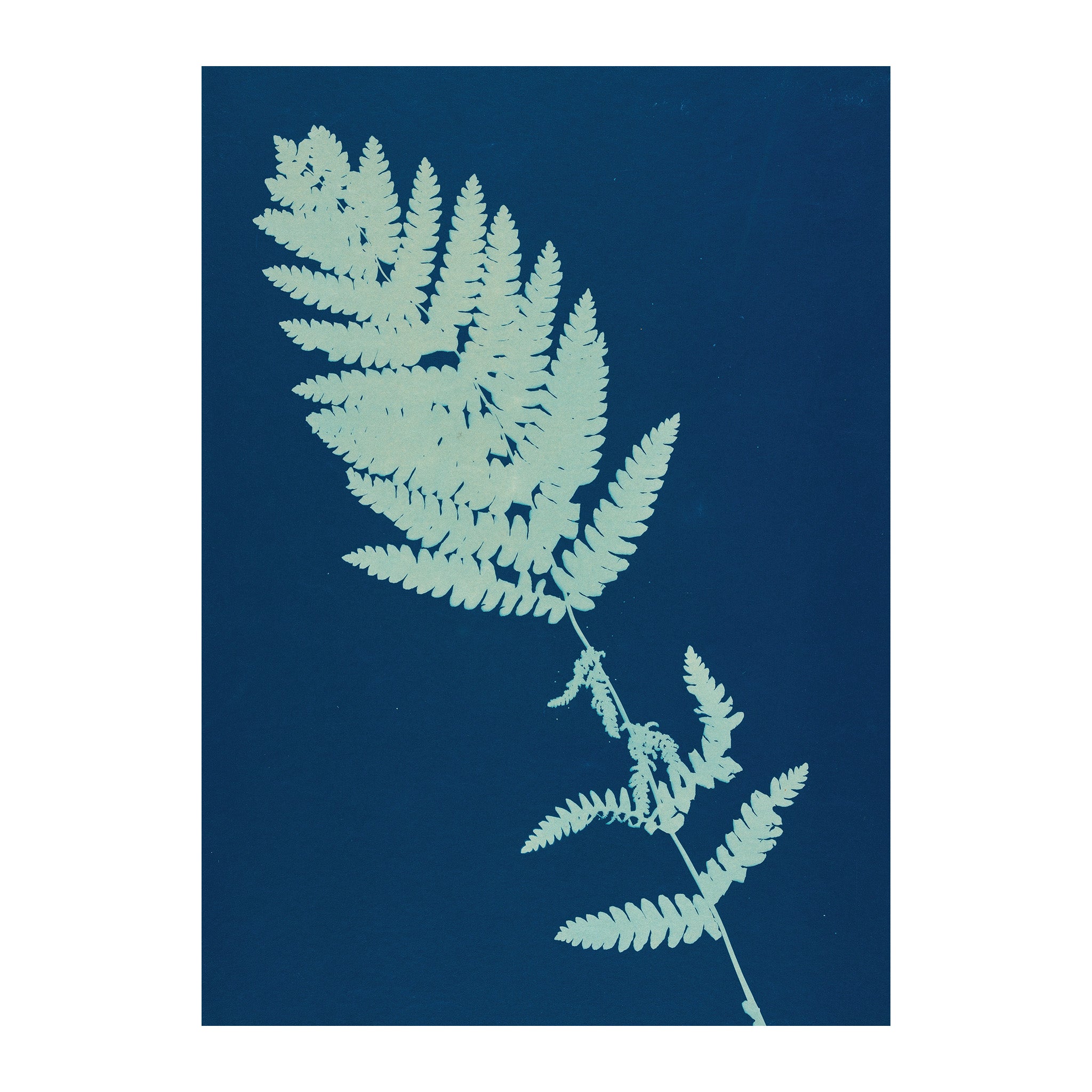 CB11 - Cyan Botanica